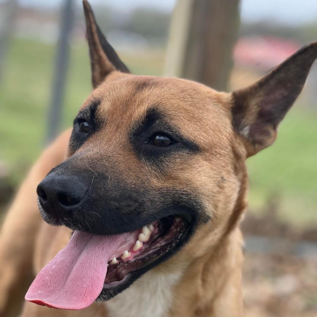 Enlarge Rex, a Adoptable mixed breed in Morganfield, KY image 2/2