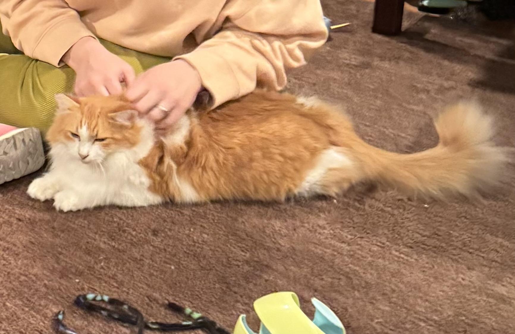 Clementine, an adoptable Ragdoll, Domestic Long Hair in Woodinville, WA, 98072 | Photo Image 2