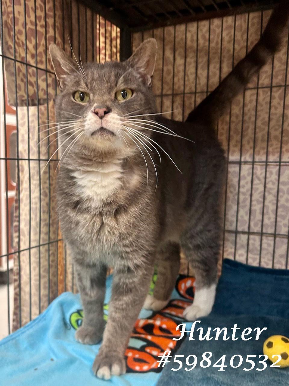 Enlarge Hunter , an adopted Tabby in Wilkes Barre, PA image 1/1