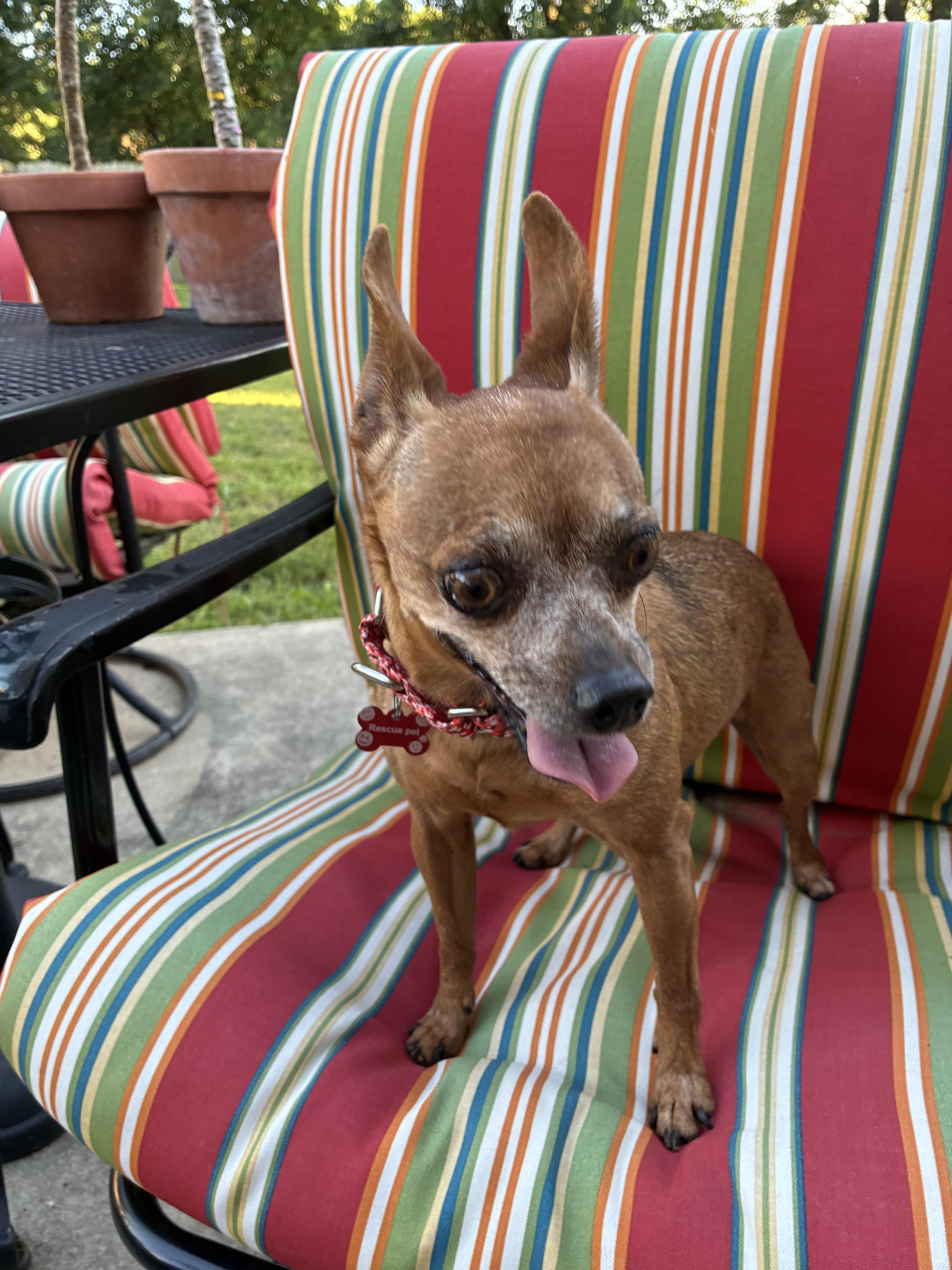 Enlarge Violet, a ADOPTABLE mixed breed in Saint Louis, MO image 2/3