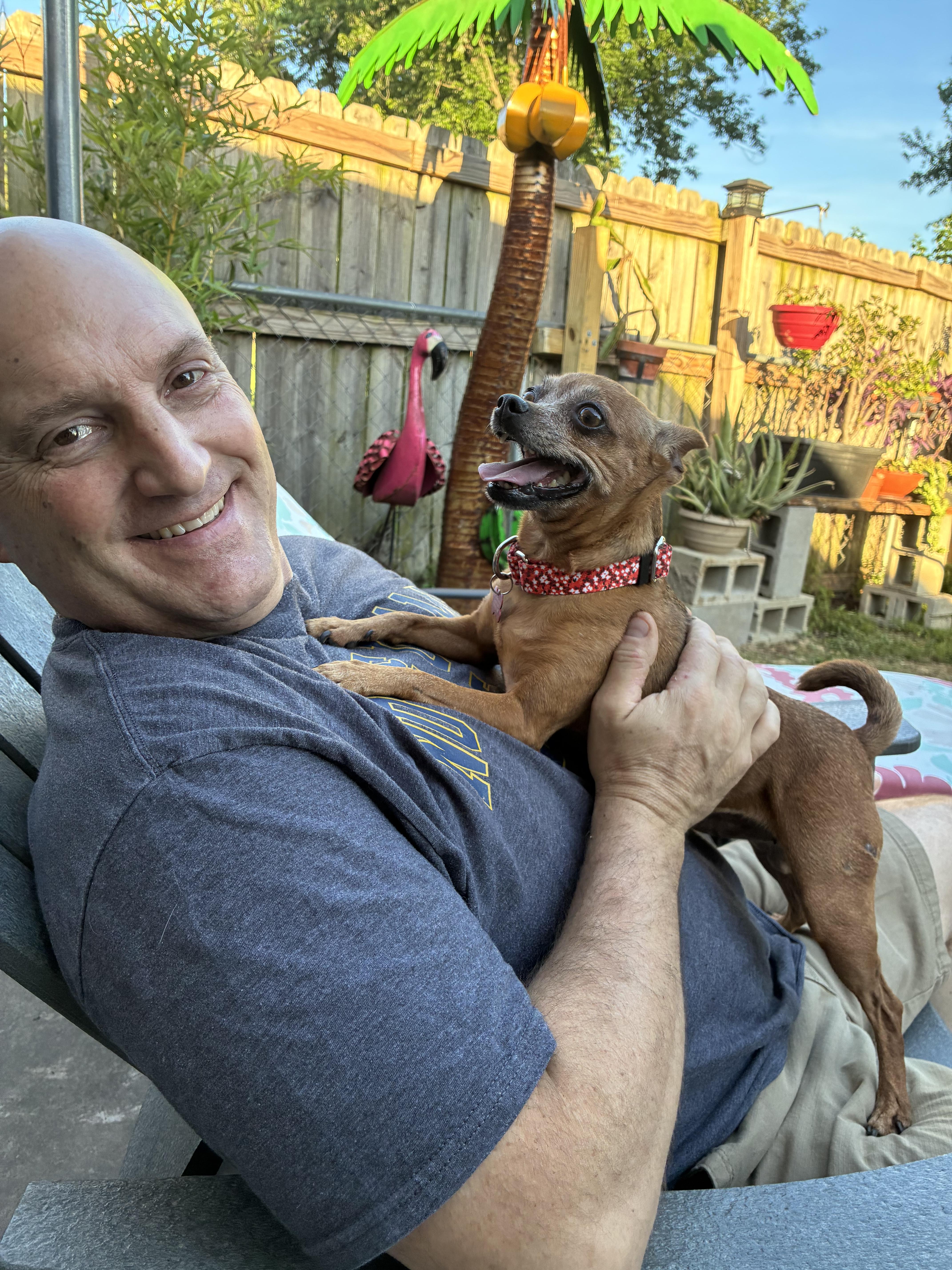 Enlarge Violet, a ADOPTABLE mixed breed in Saint Louis, MO image 3/3
