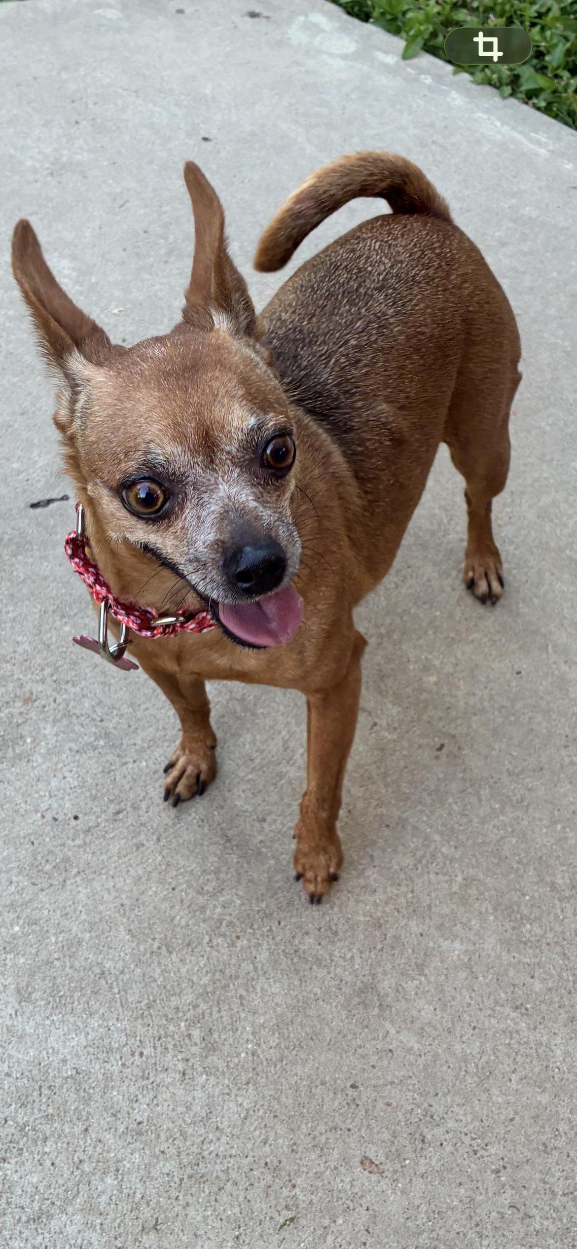 Violet, ADOPTABLE, Adult Female Chihuahua & Miniature Pinscher.