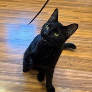 Ruby and Frankie (mom and son), a Adoptable Domestic Long Hair in Charleston, SC image 2/5