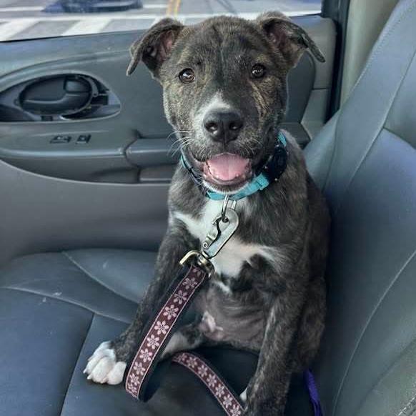 Enlarge Cairo, a Adoptable Mixed Breed in Chatsworth, CA image 1/1