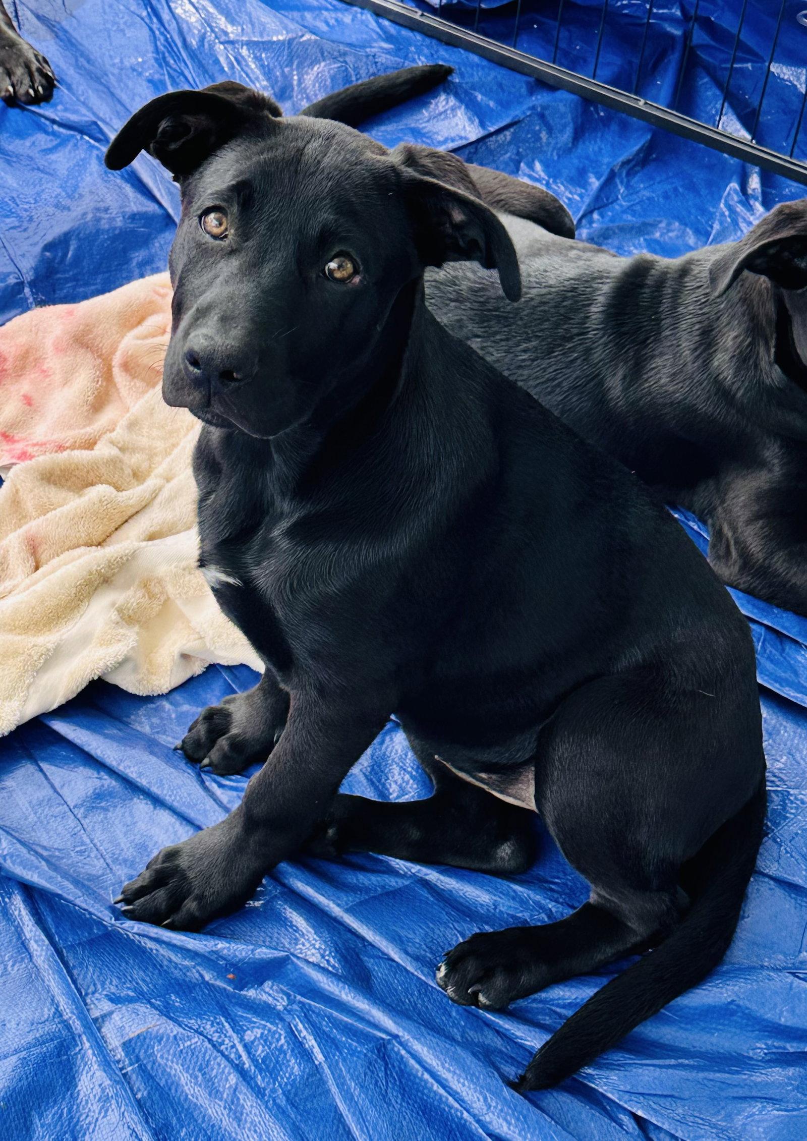 Cheddar, Adoptable, Puppy Female Labrador Retriever.