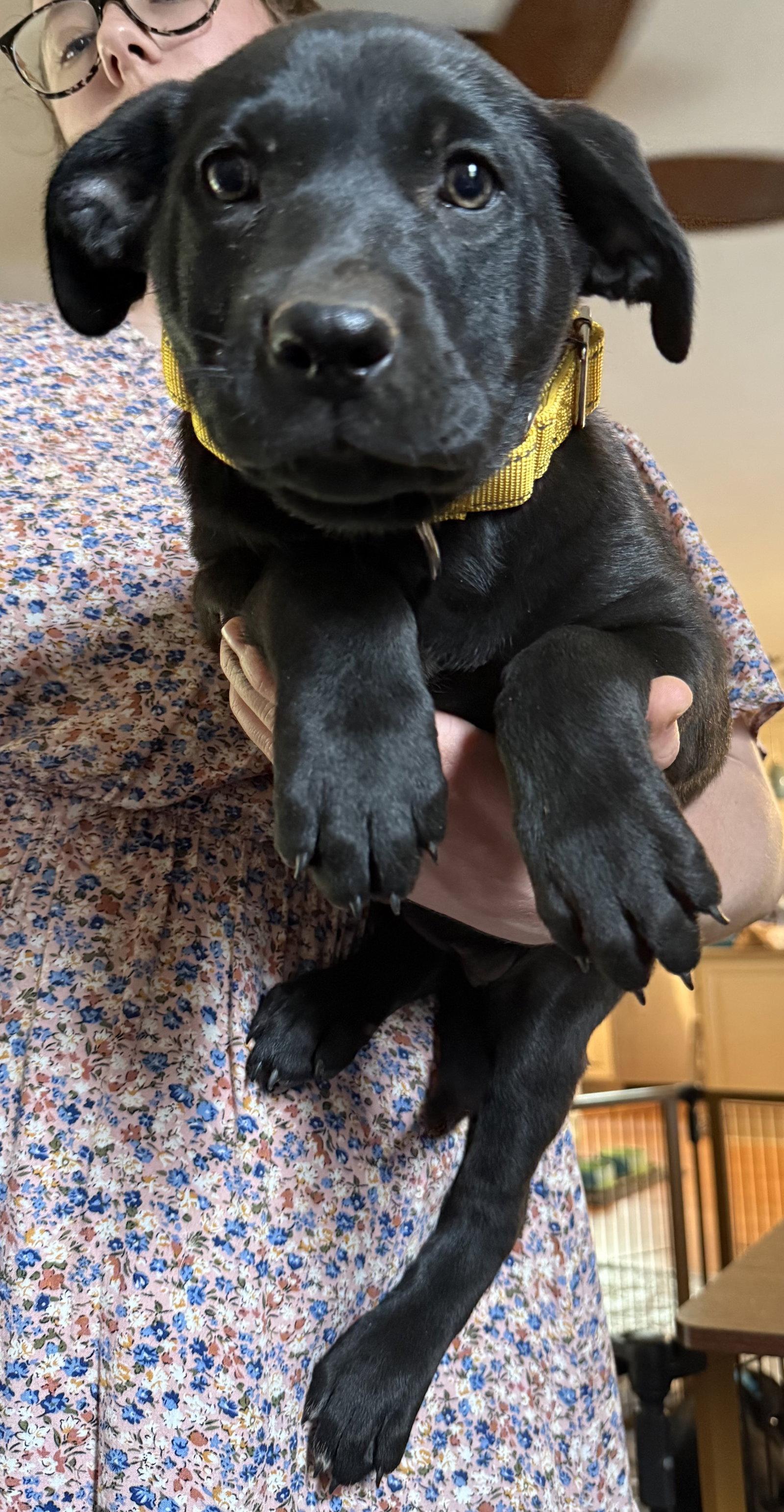 Cheddar, Adoptable, Puppy Female Labrador Retriever.