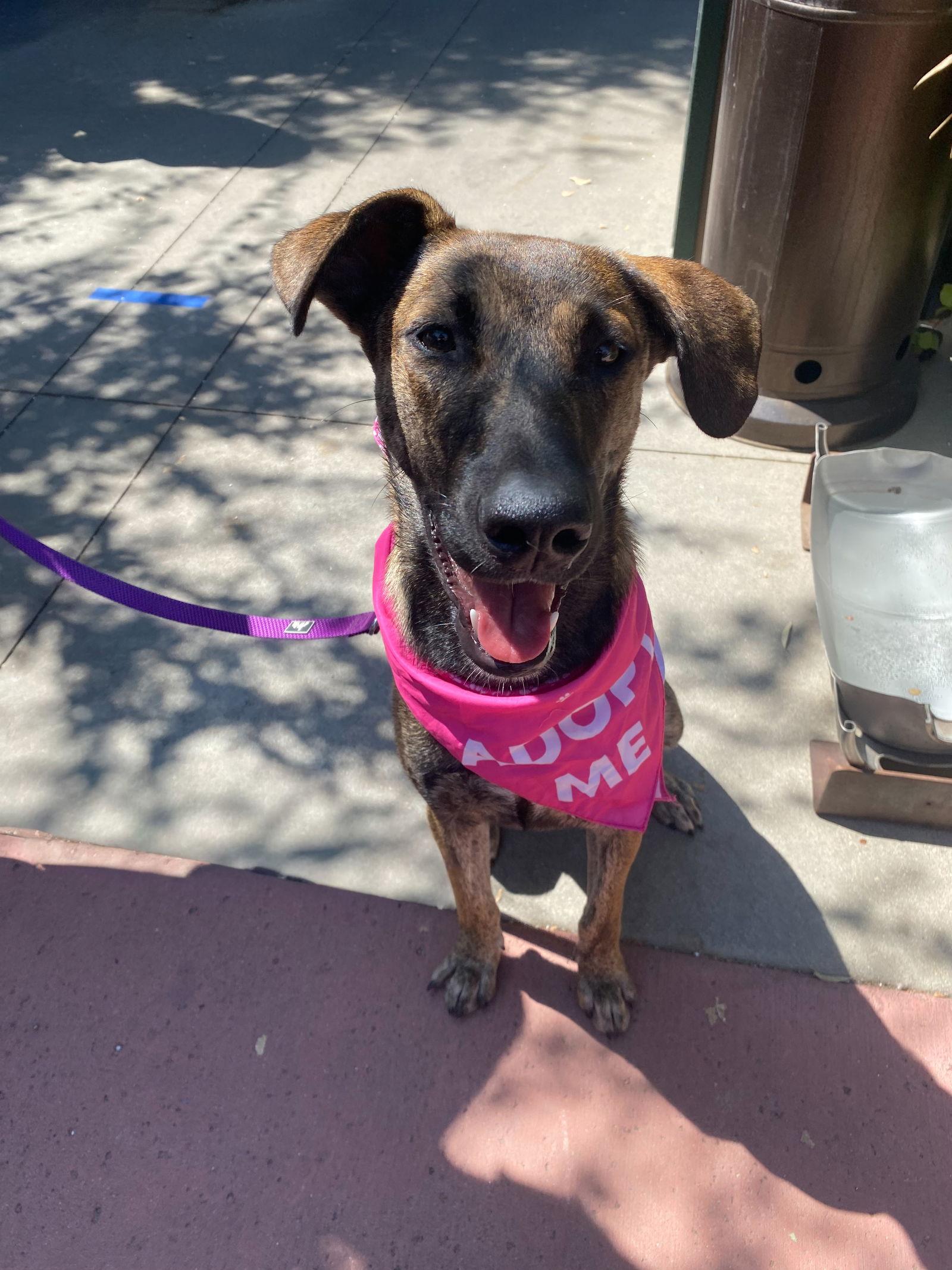 Macy, Adoptable, Adult Female Dutch Shepherd.
