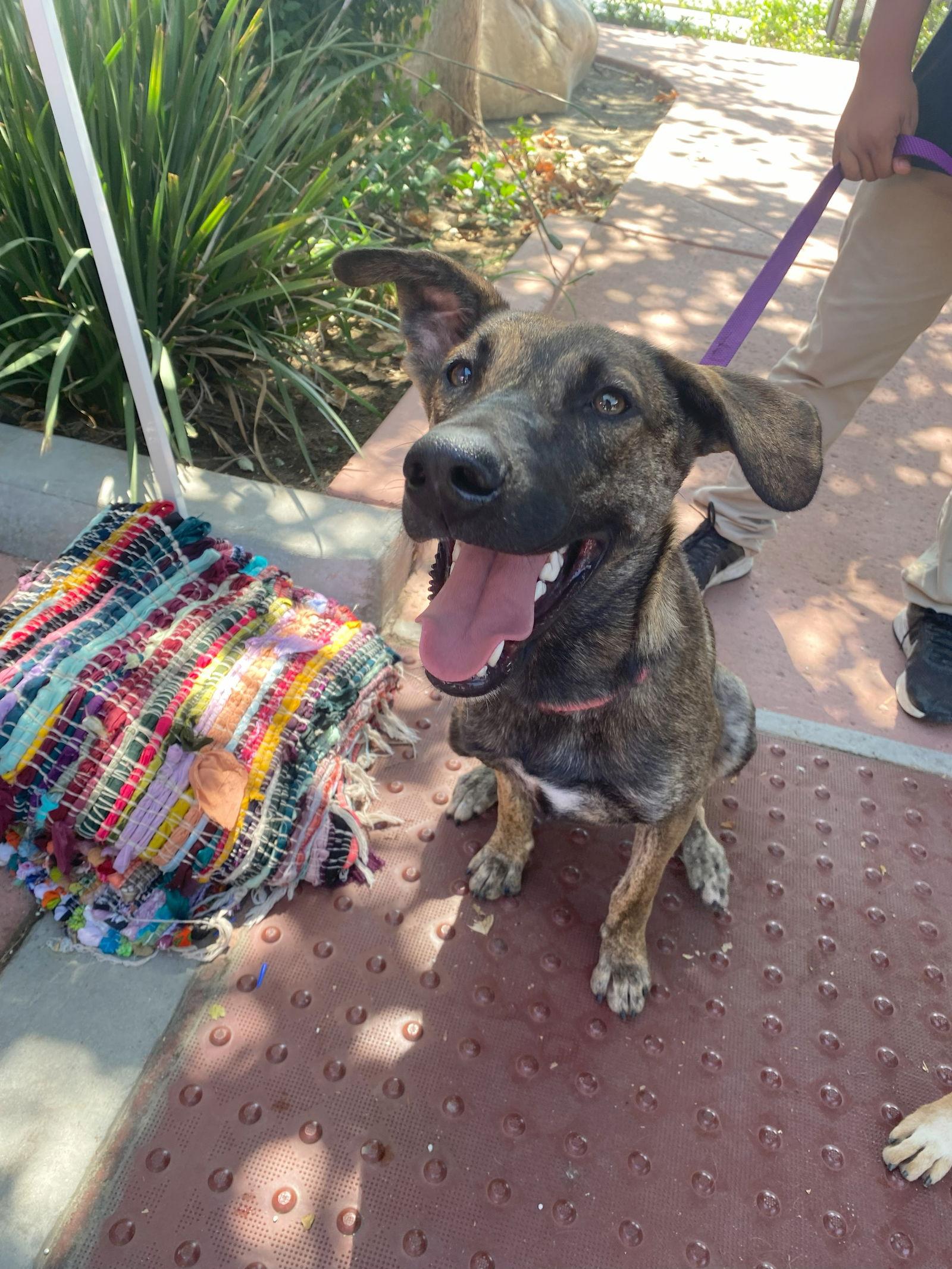 Enlarge Macy, a Adoptable Dutch Shepherd in La Verne, CA image 2/3