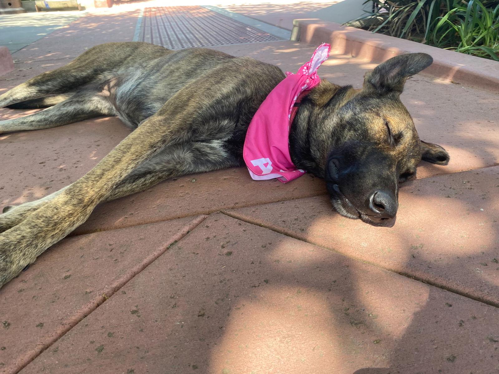 Enlarge Macy, a Adoptable Dutch Shepherd in La Verne, CA image 3/3