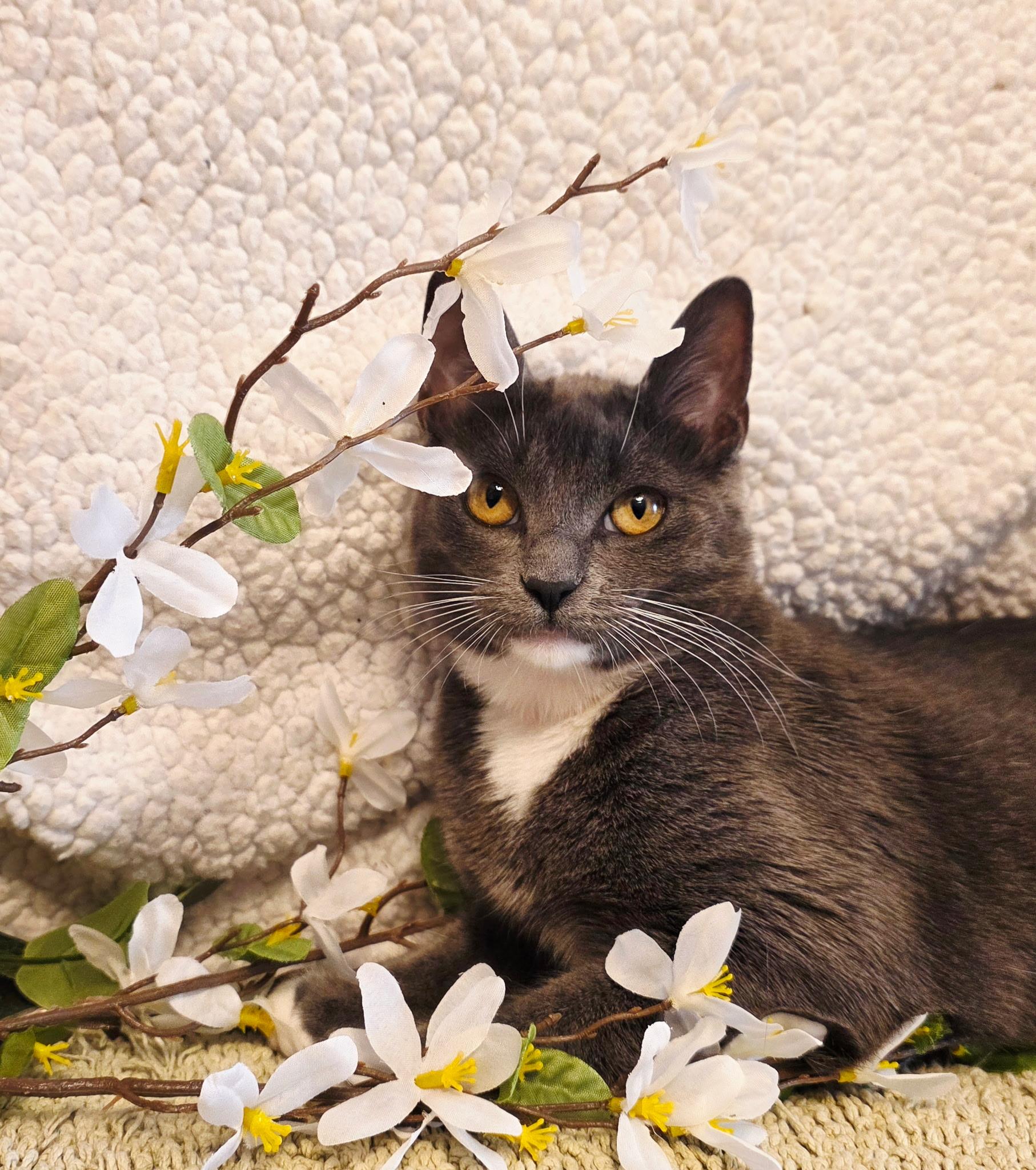 Enlarge Decker, a Adoptable Domestic Short Hair in Ocean Springs, MS image 2/5