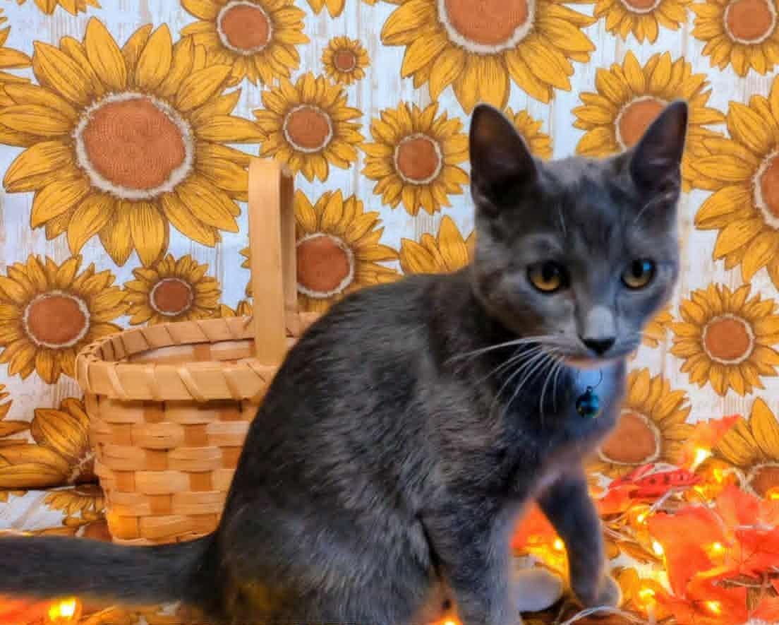 Decker, a Adoptable Domestic Short Hair in Ocean Springs, MS image 2/4