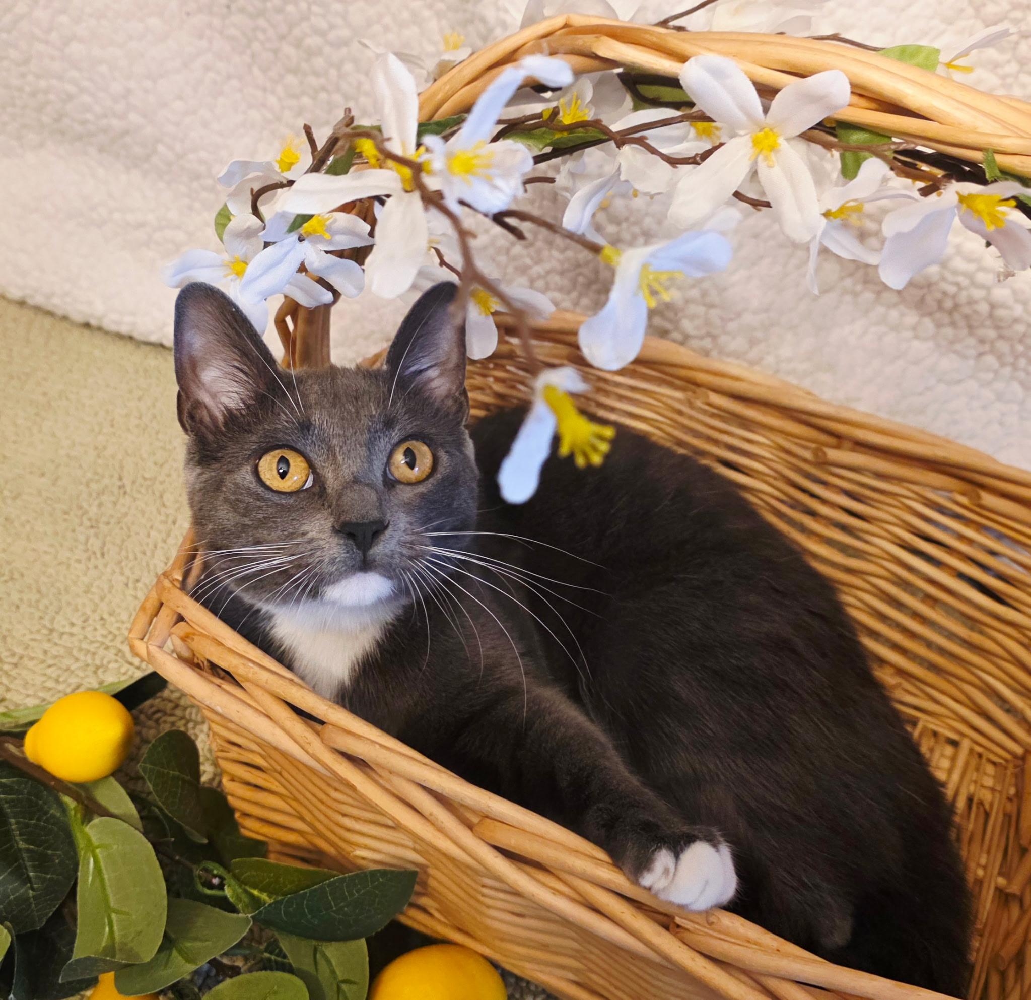 Enlarge Decker, a Adoptable Domestic Short Hair in Ocean Springs, MS image 5/5