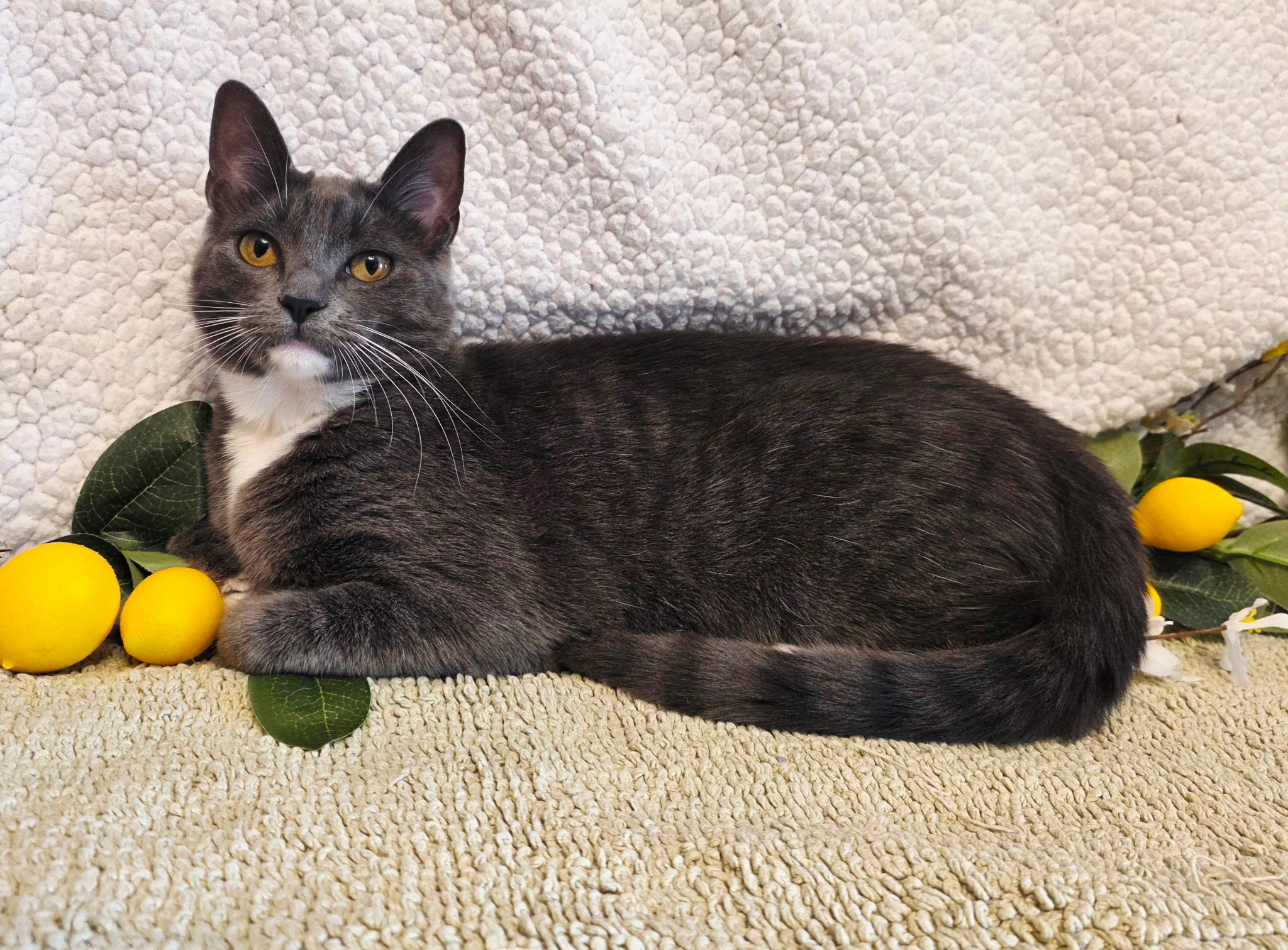 Enlarge Decker, a Adoptable Domestic Short Hair in Ocean Springs, MS image 1/5