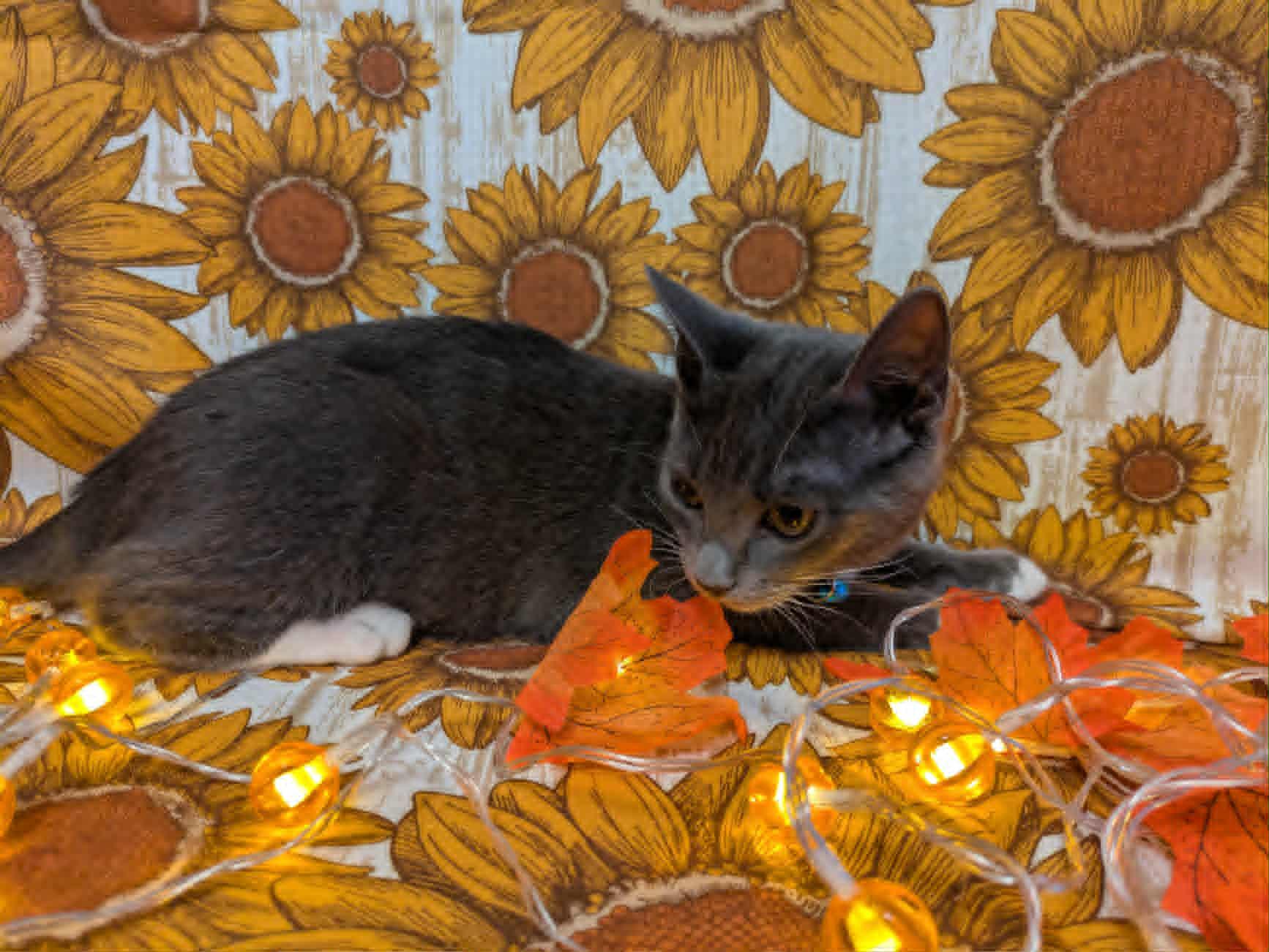 Decker, a Adoptable Domestic Short Hair in Ocean Springs, MS image 3/4