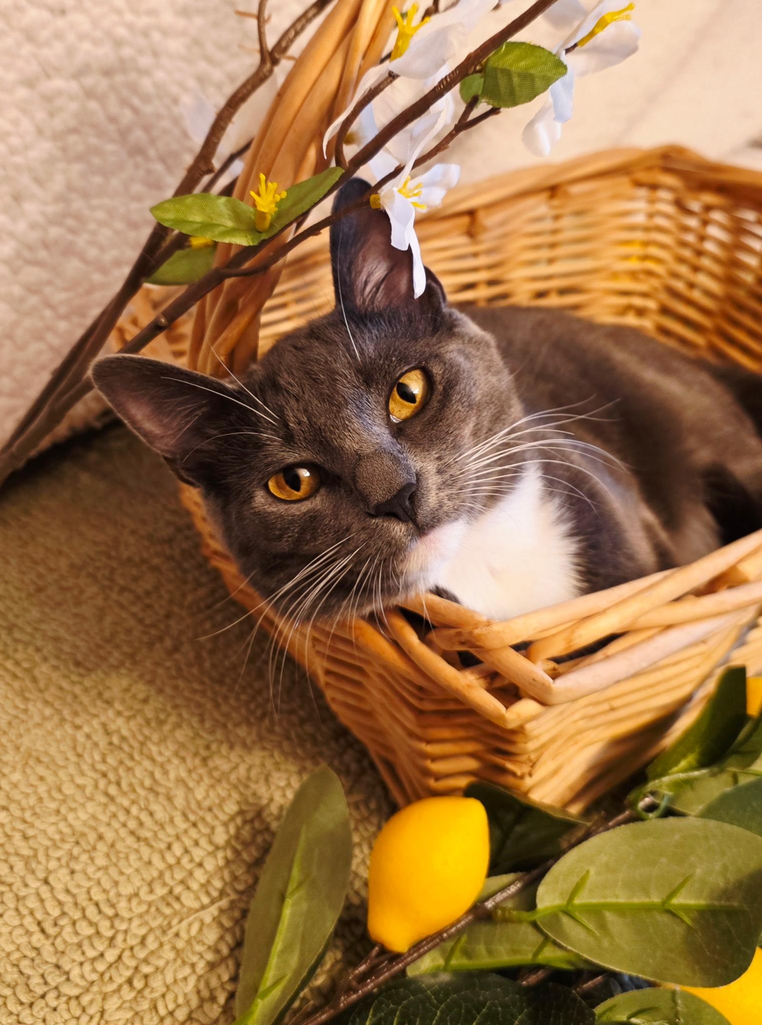 Enlarge Decker, a Adoptable Domestic Short Hair in Ocean Springs, MS image 3/5