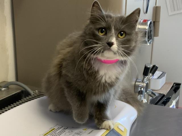 HONEY, Adoptable, Young Female Domestic Long Hair & Domestic Short Hair.