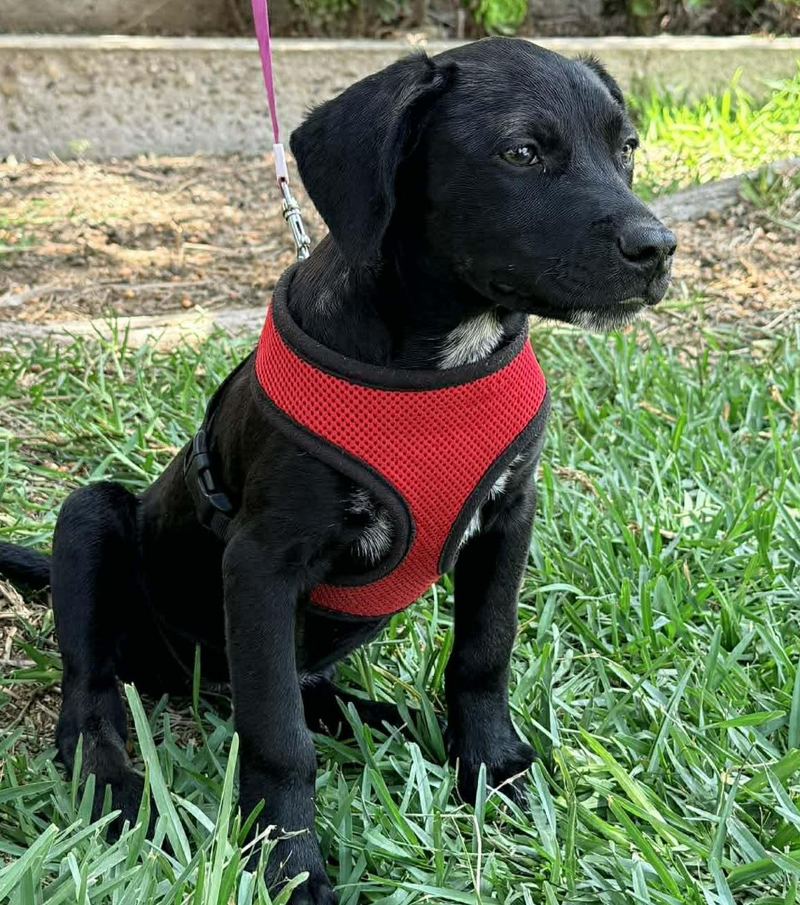 Galleta, Adoptable, Puppy Female Black Labrador Retriever.