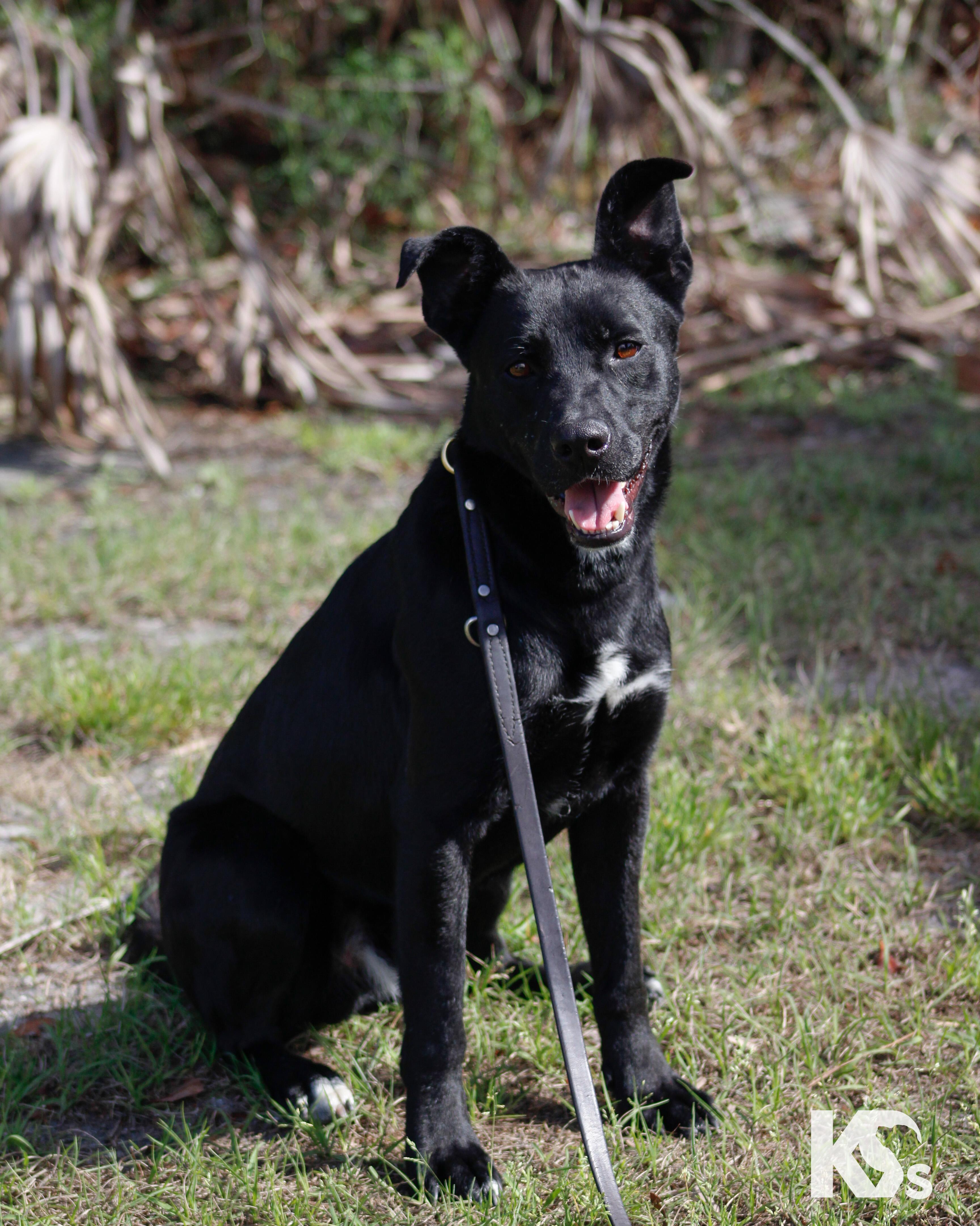 Enlarge Spork, a ADOPTABLE mixed breed in Ponte Vedra, FL image 2/6