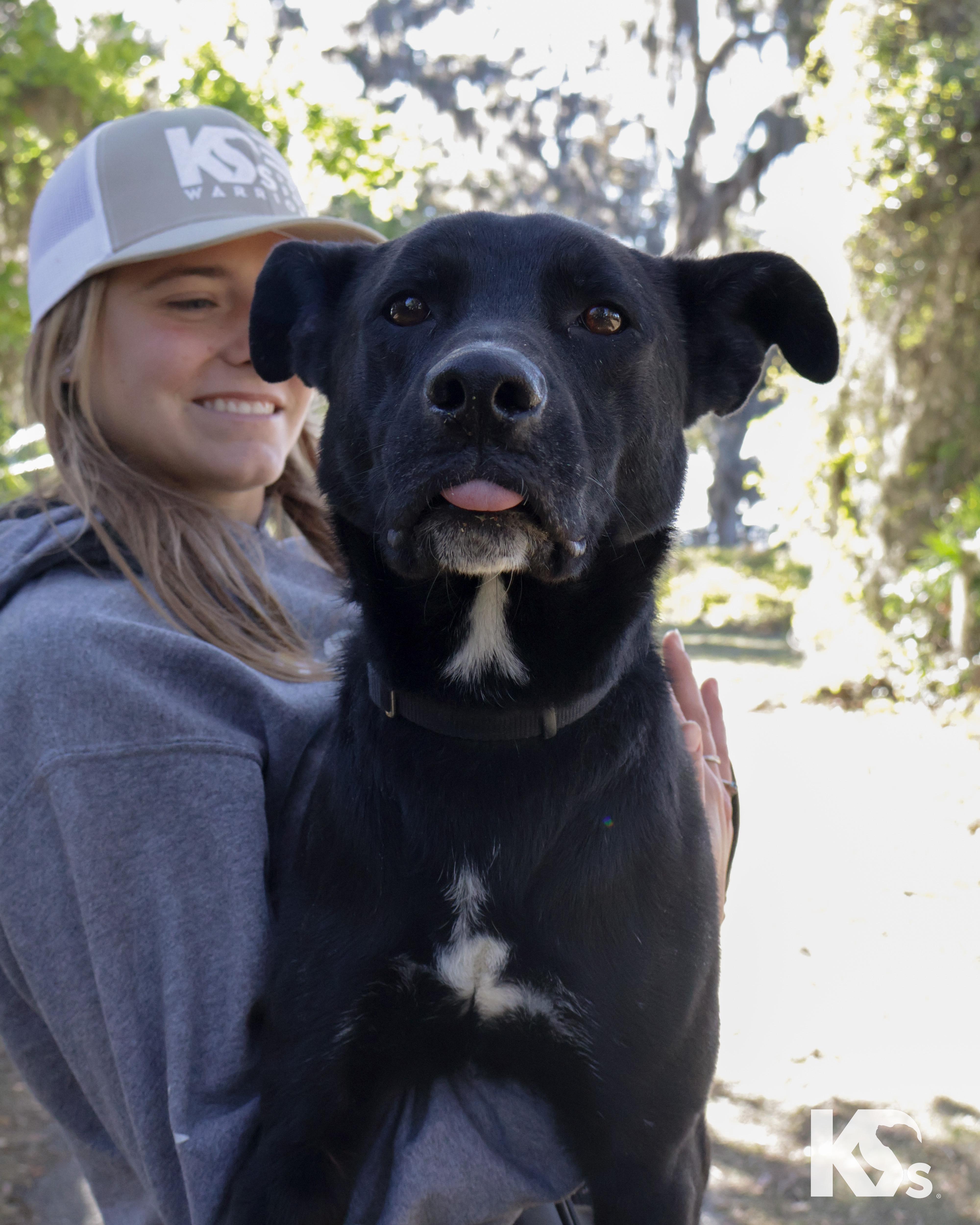 Spork, ADOPTABLE, Young Male Black Labrador Retriever & Australian Kelpie.