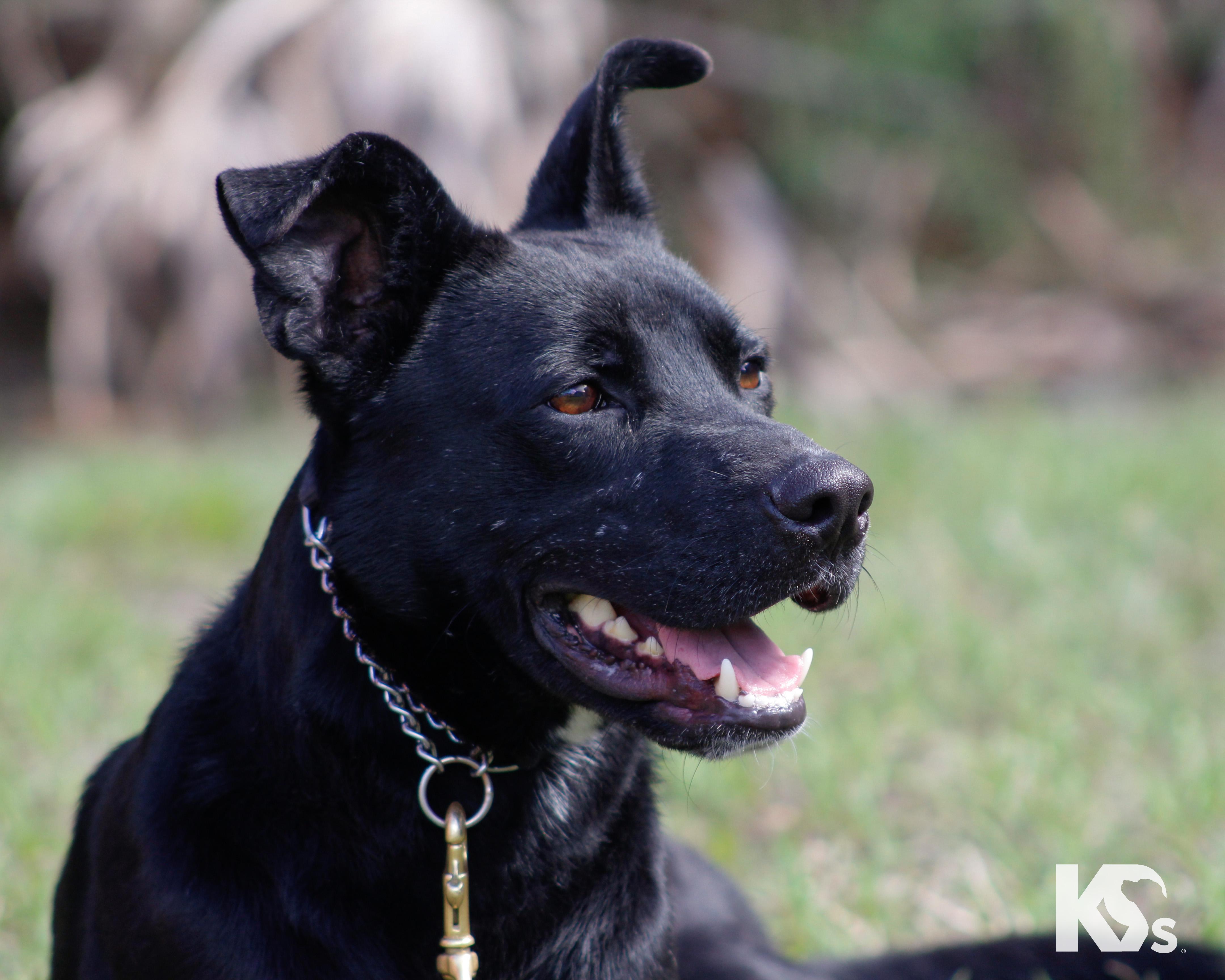 Enlarge Spork, a ADOPTABLE mixed breed in Ponte Vedra, FL image 4/6
