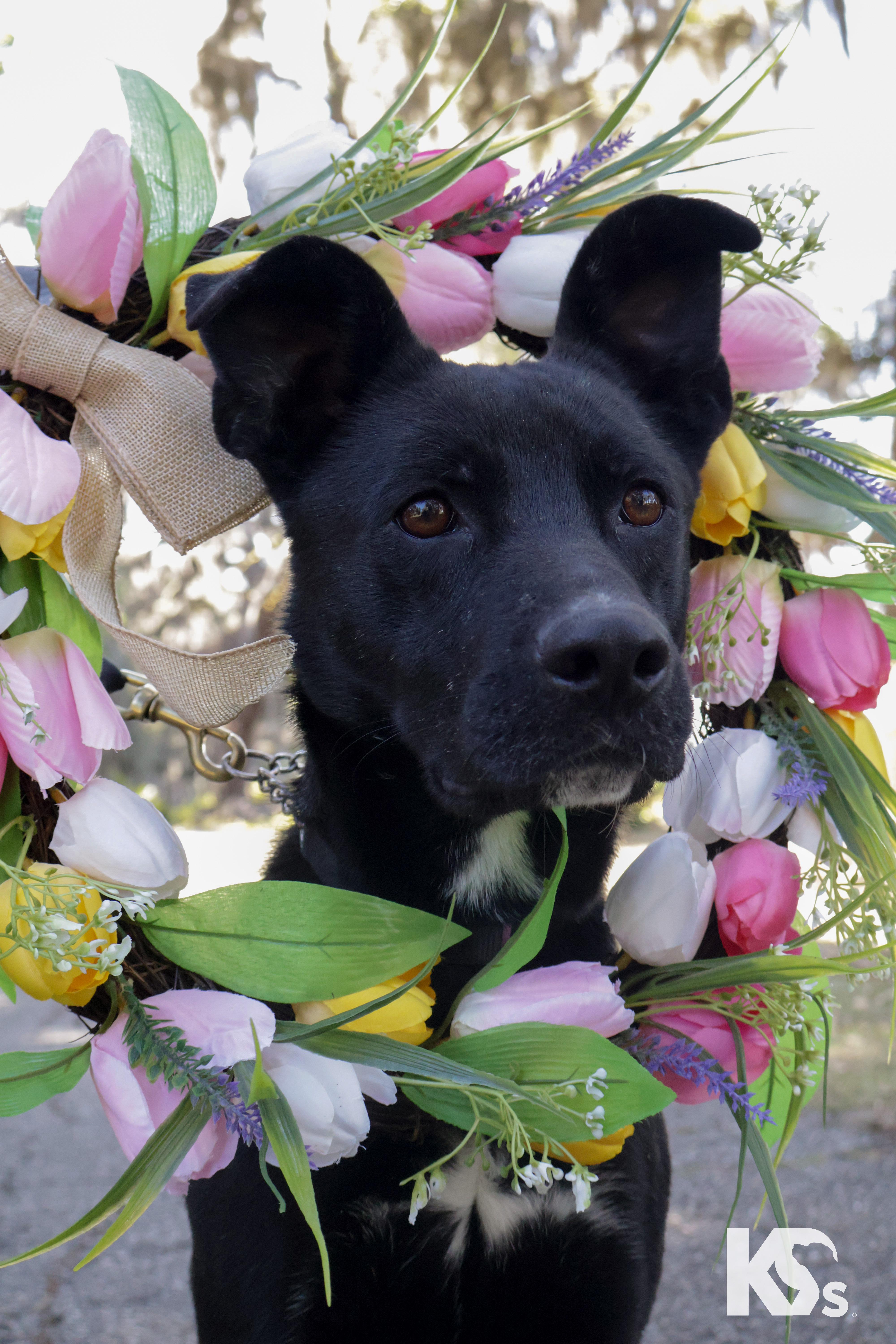 Enlarge Spork, a ADOPTABLE mixed breed in Ponte Vedra, FL image 6/6