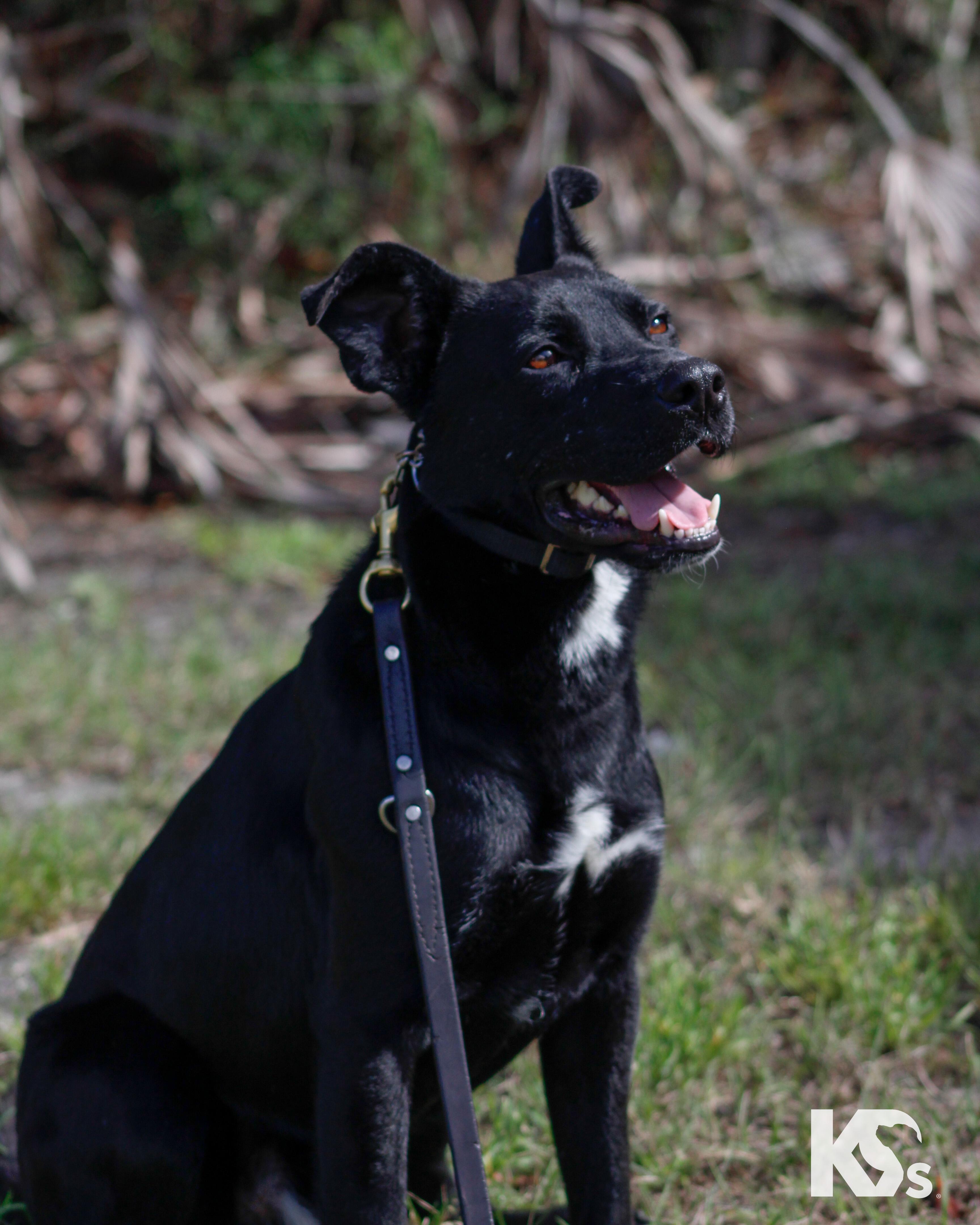 Enlarge Spork, a ADOPTABLE mixed breed in Ponte Vedra, FL image 5/6
