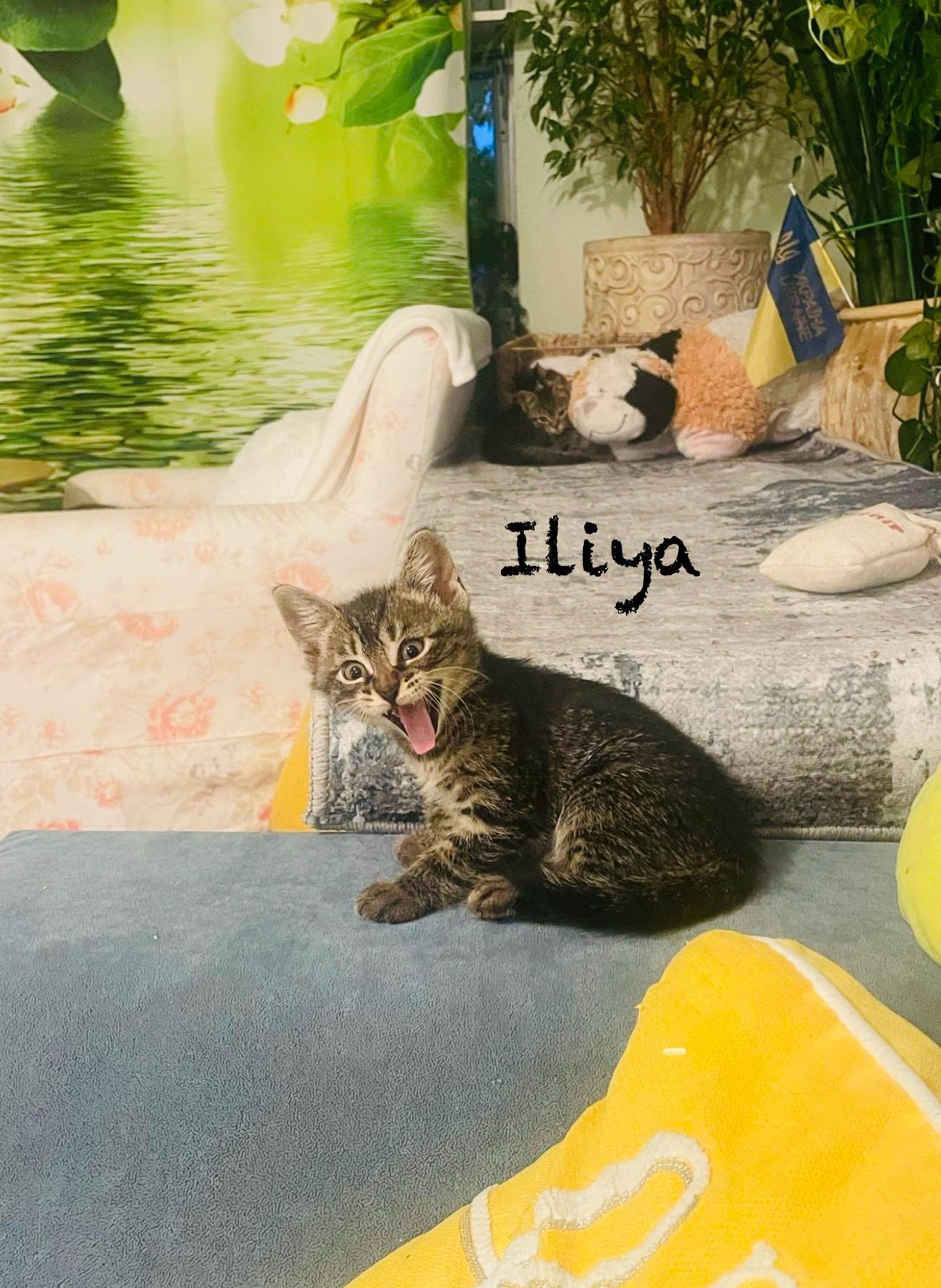 Iliya thumbnail 4
