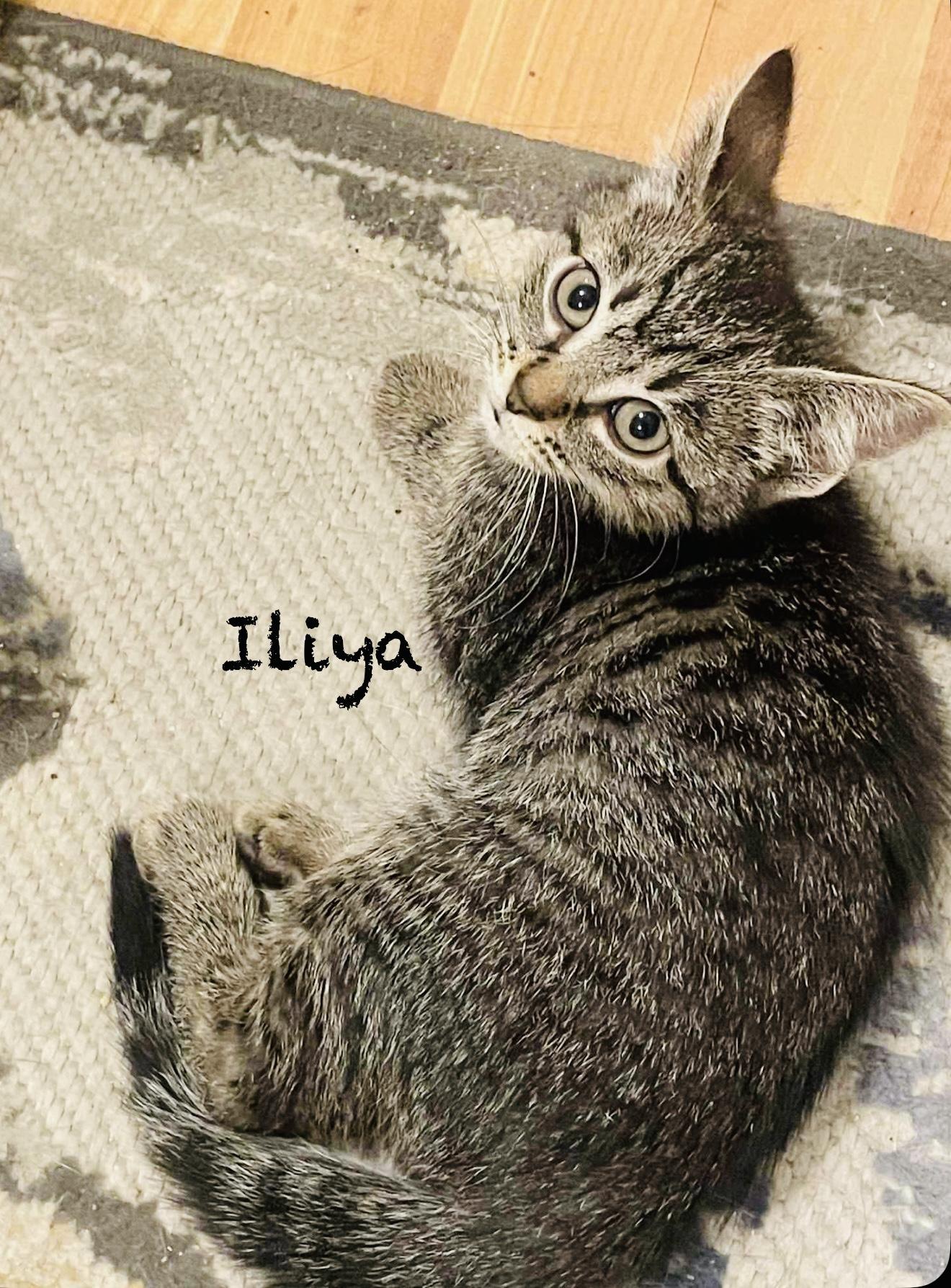 Iliya thumbnail 5