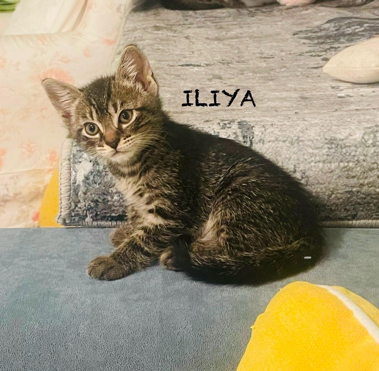 Iliya photo 1