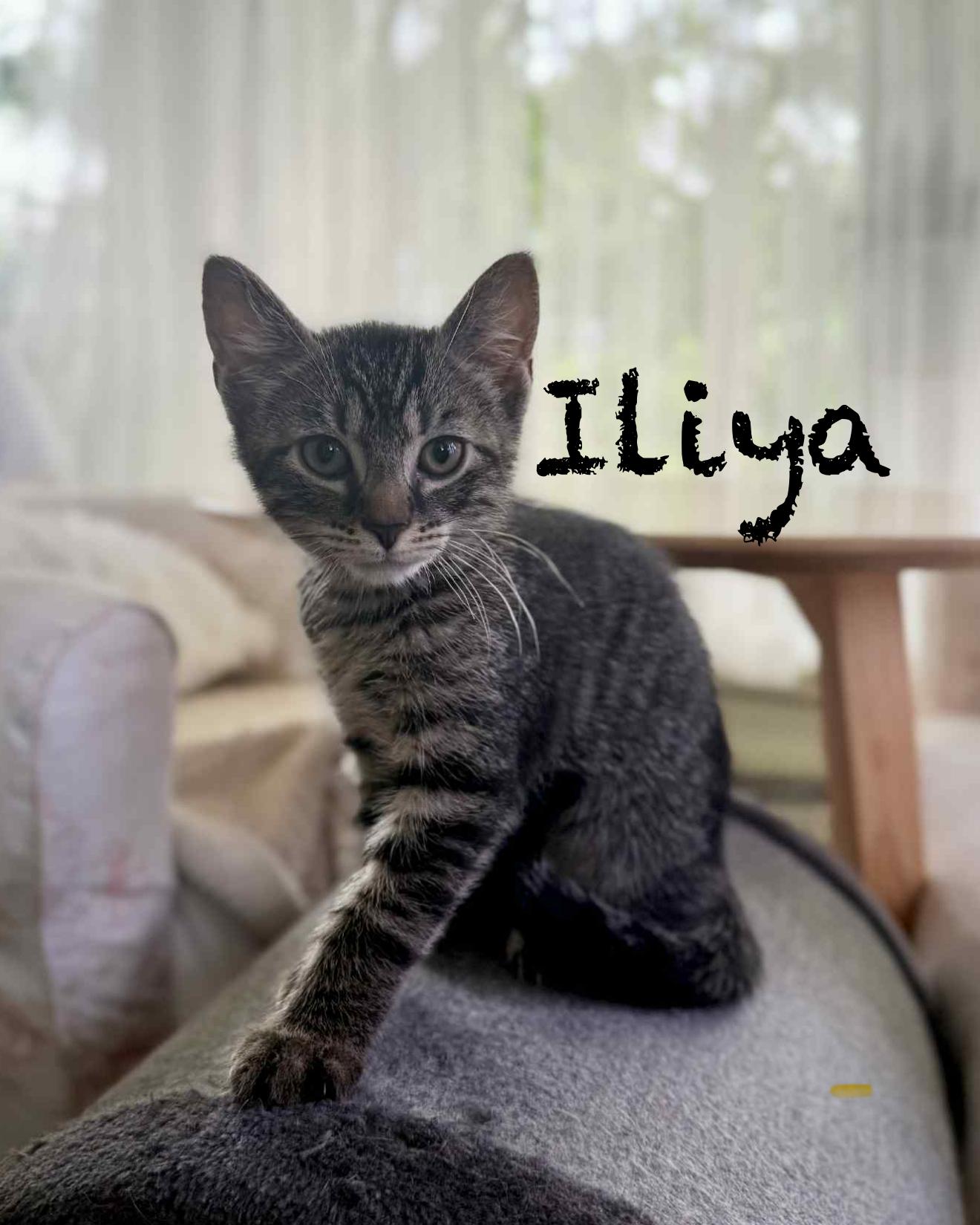Iliya thumbnail 3