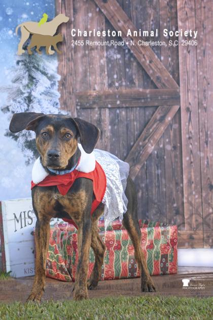 Enlarge 92453A Freya, a Adoptable mixed breed in North Charleston, SC image 1/3