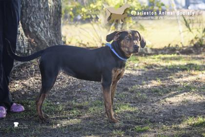 Enlarge 92453A Freya, a Adoptable mixed breed in North Charleston, SC image 2/3