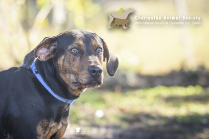Enlarge 92453A Freya, a Adoptable mixed breed in North Charleston, SC image 3/3