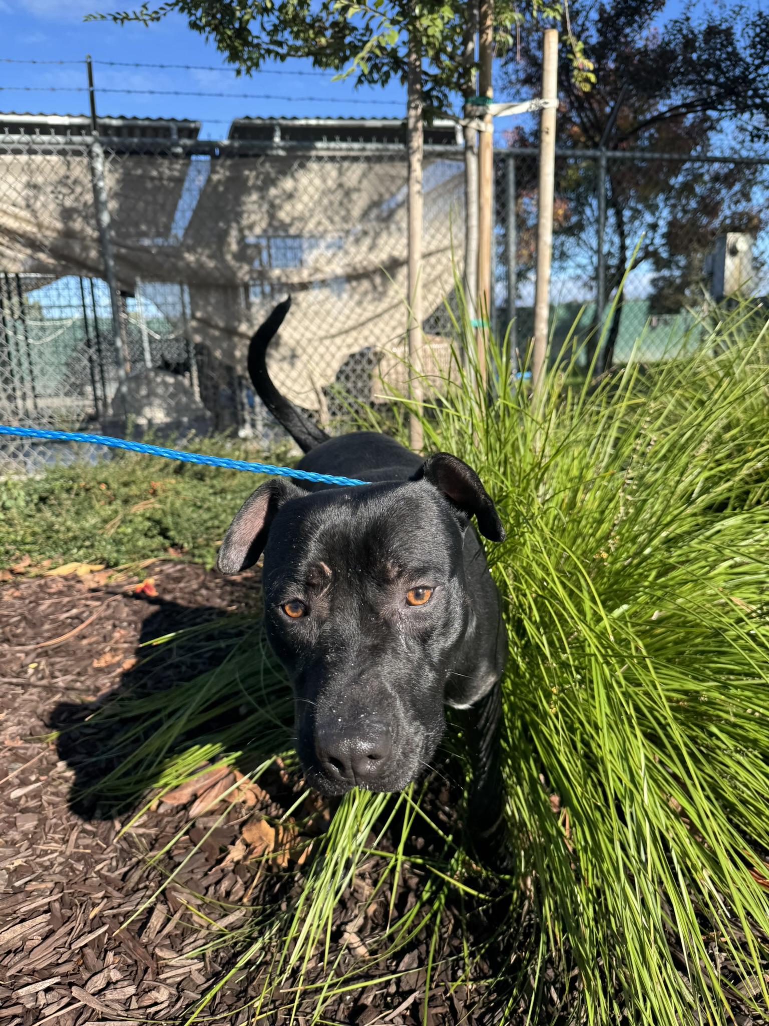 Enlarge Jax, a Adoptable Pit Bull Terrier in Oakdale, CA image 1/2