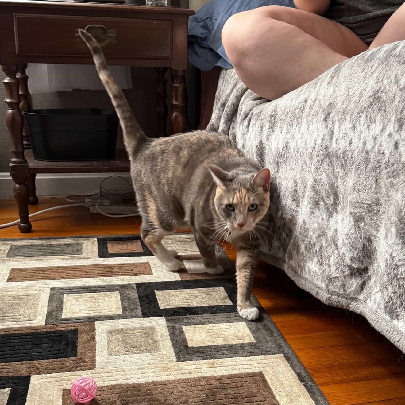 Enlarge Bella, an adopted Domestic Short Hair in Thomaston, CT image 4/6