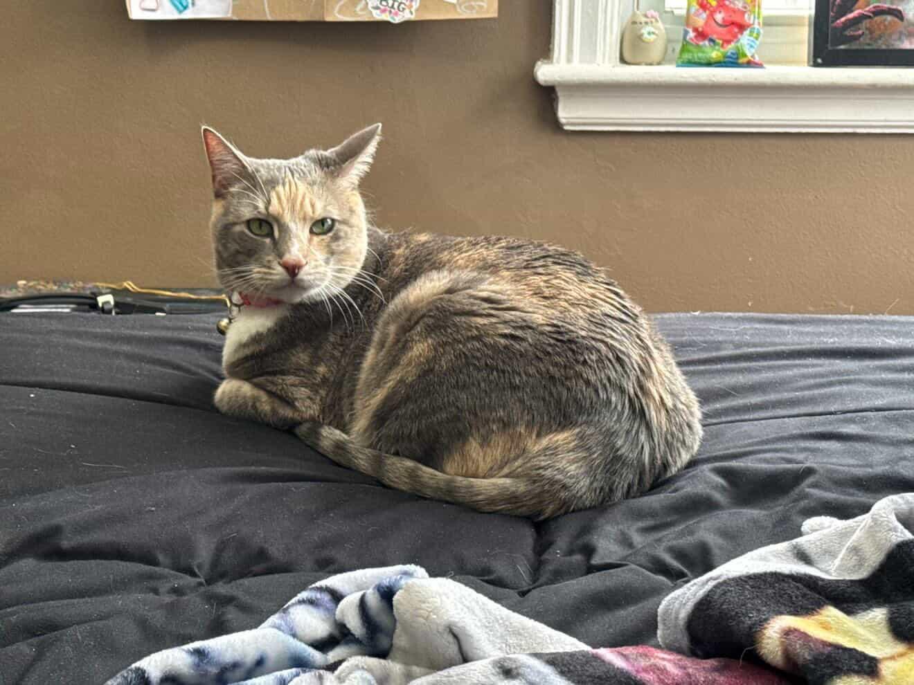 Enlarge Bella, an adopted Domestic Short Hair in Thomaston, CT image 1/6