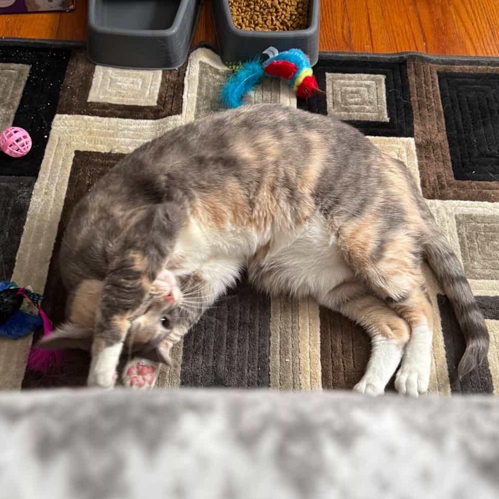 Enlarge Bella, an adopted Domestic Short Hair in Thomaston, CT image 6/6