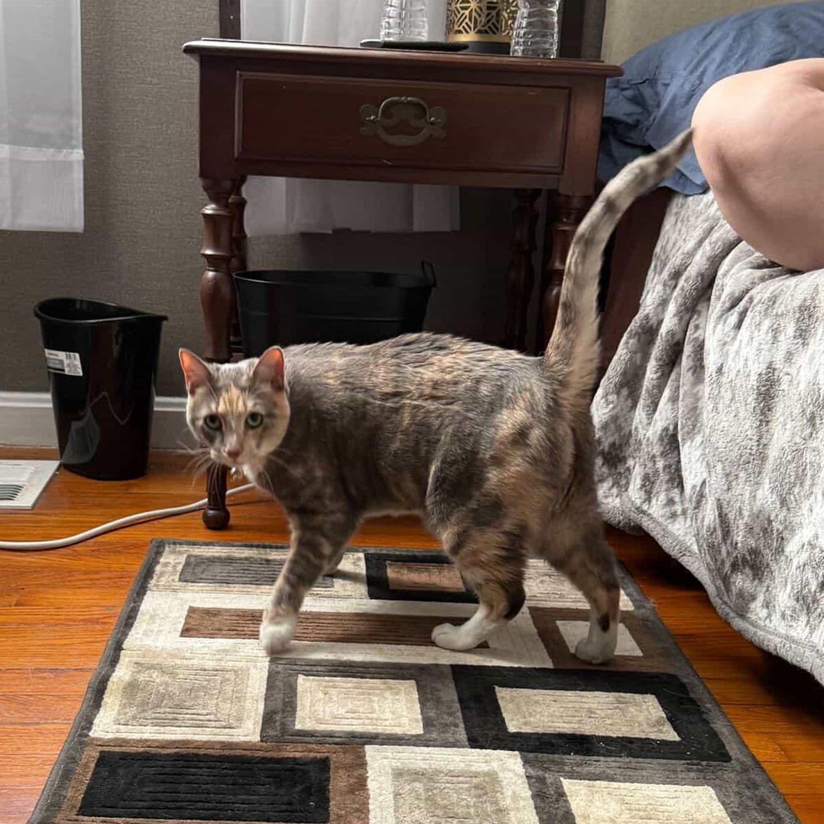 Enlarge Bella, an adopted Domestic Short Hair in Thomaston, CT image 3/6