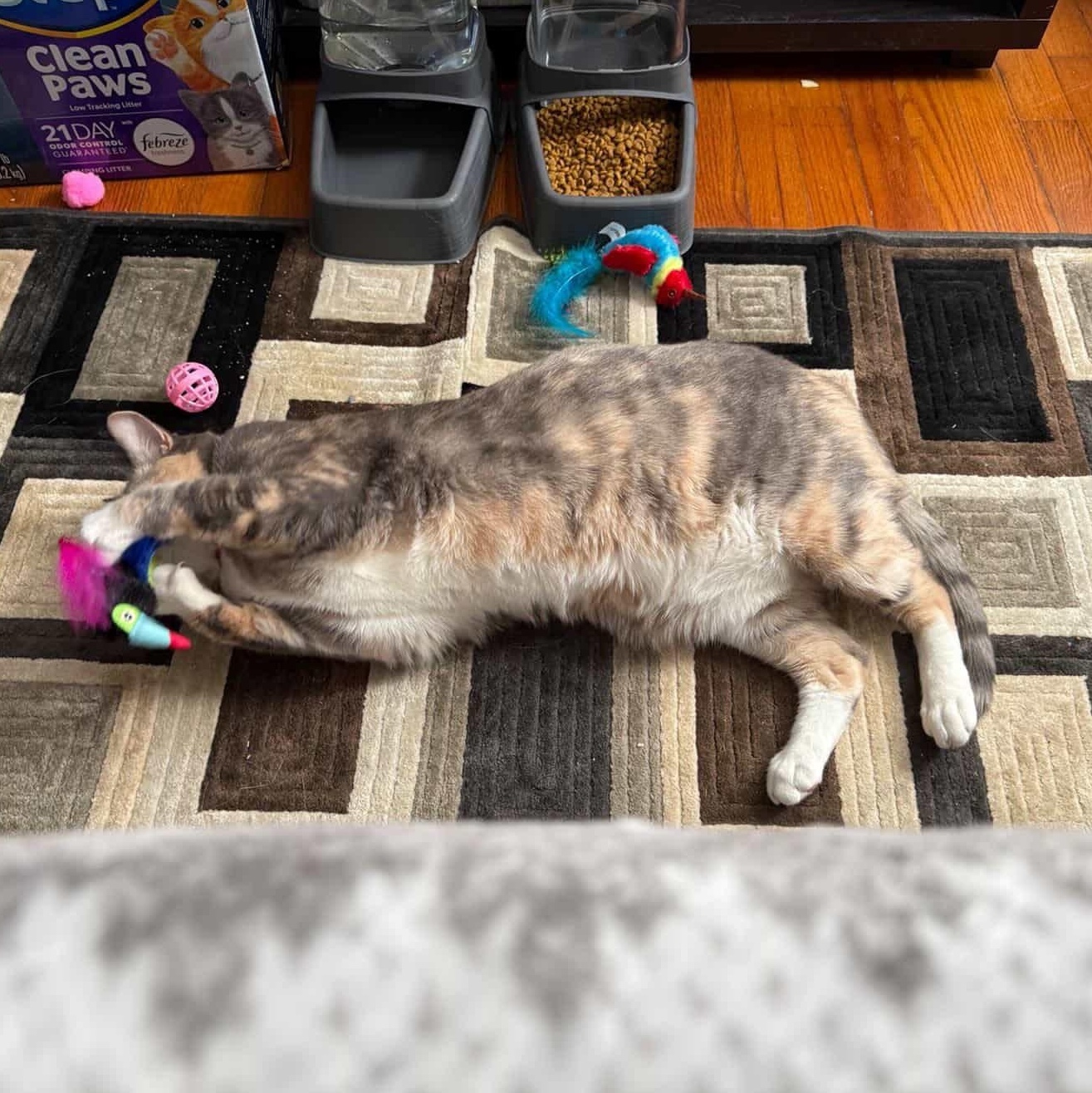 Enlarge Bella, an adopted Domestic Short Hair in Thomaston, CT image 5/6