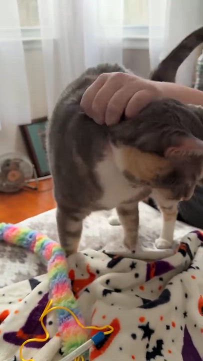 Enlarge Bella, an adopted Domestic Short Hair in Thomaston, CT video 2/6