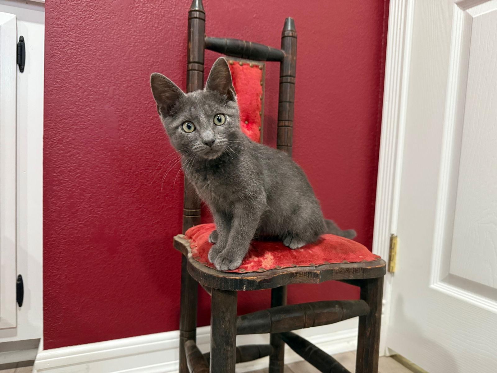 Ocho, a Adopted mixed breed in Laguna Niguel, CA image 1/3