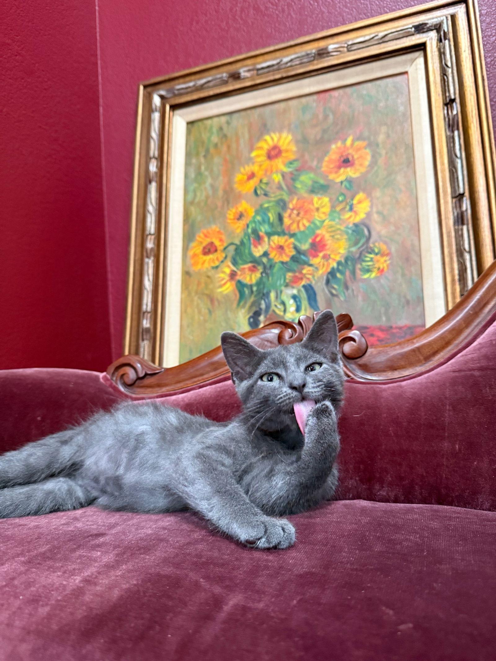 Ocho, a Adopted mixed breed in Laguna Niguel, CA image 2/3