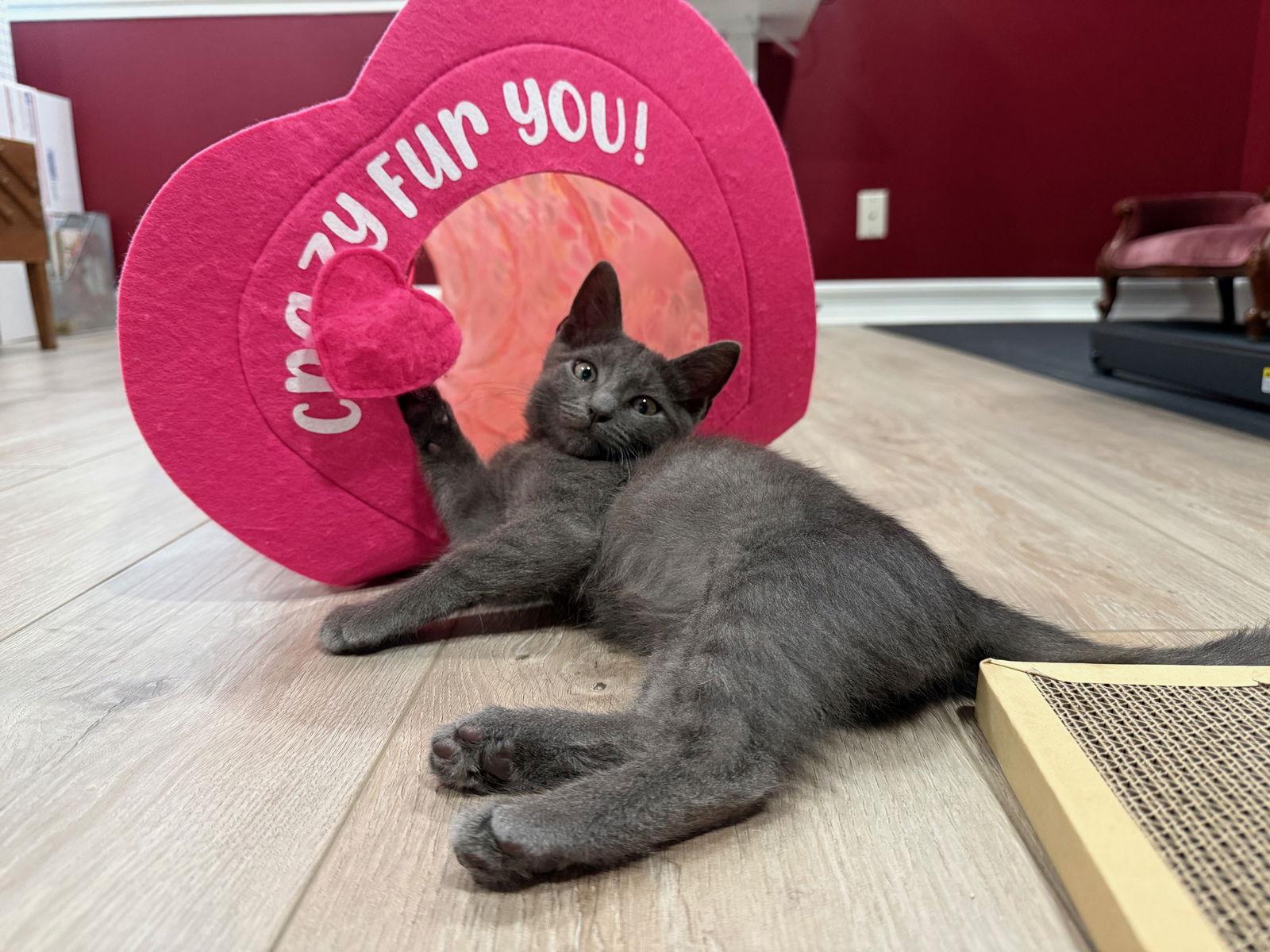 Ocho, a Adopted mixed breed in Laguna Niguel, CA image 3/3