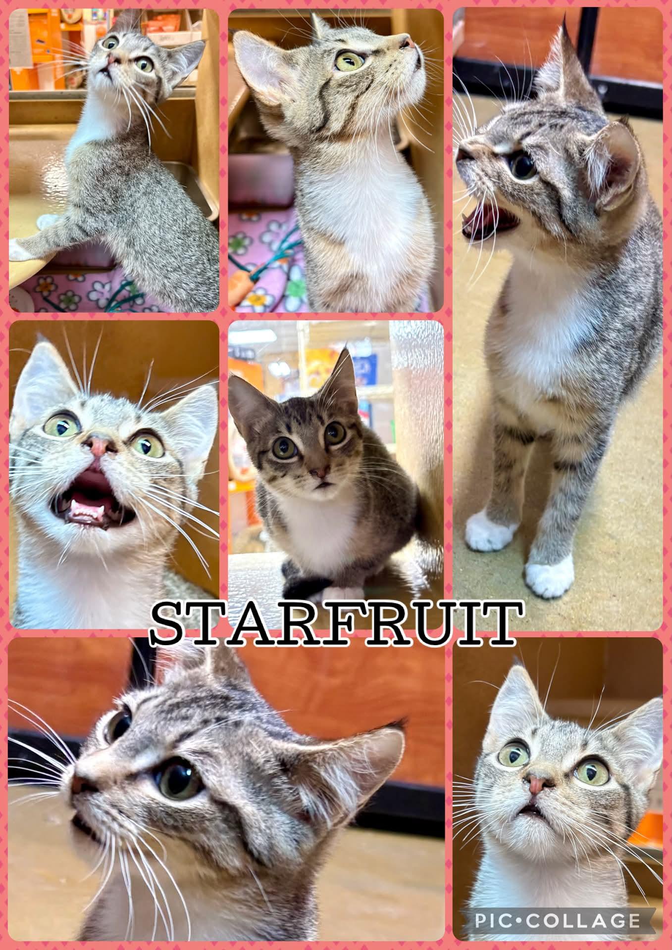 STARFRUIT photo
