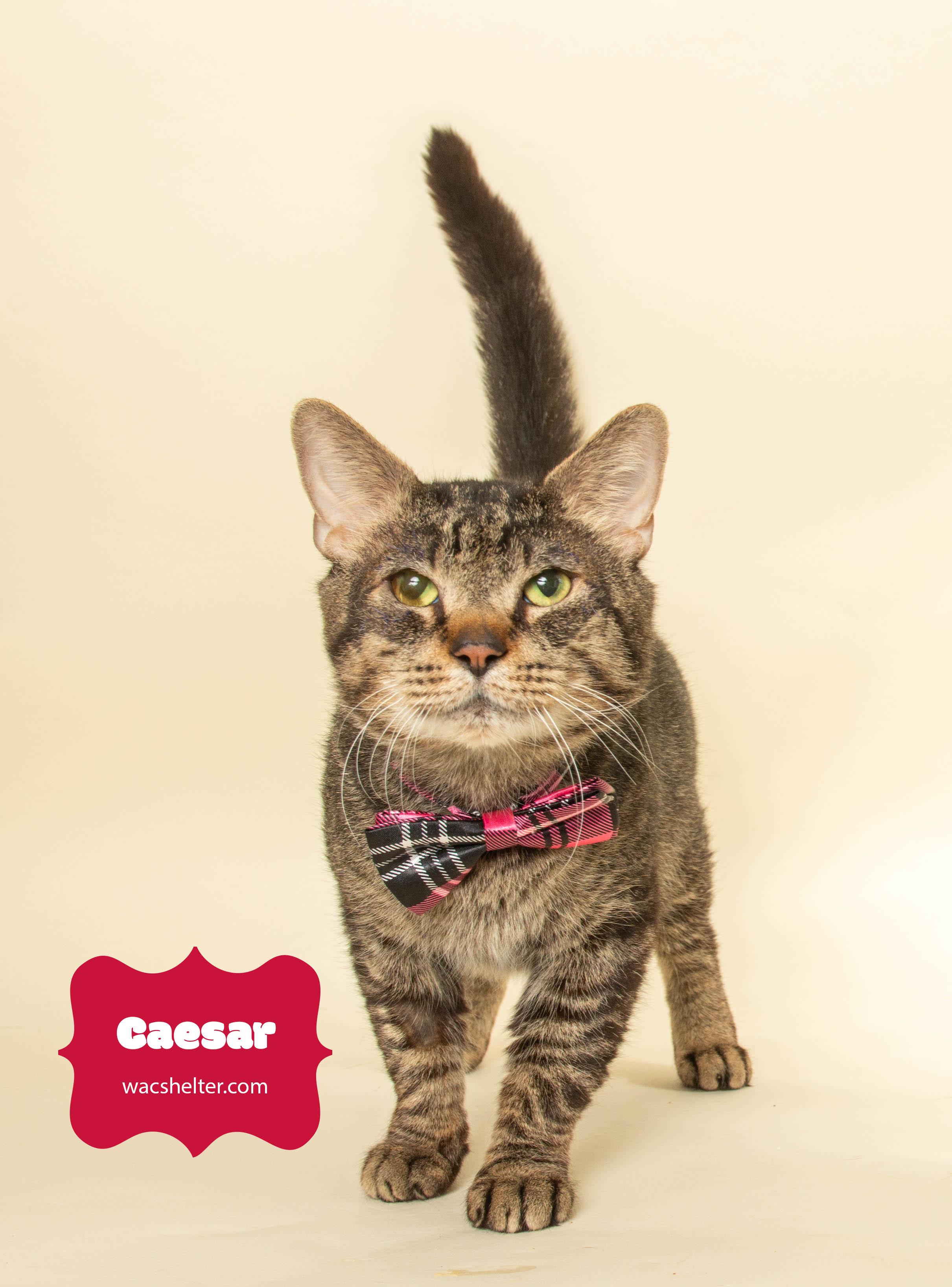 Enlarge CAESAR (updated profile news!), a ADOPTABLE Domestic Short Hair in Wyandotte, MI image 5/5