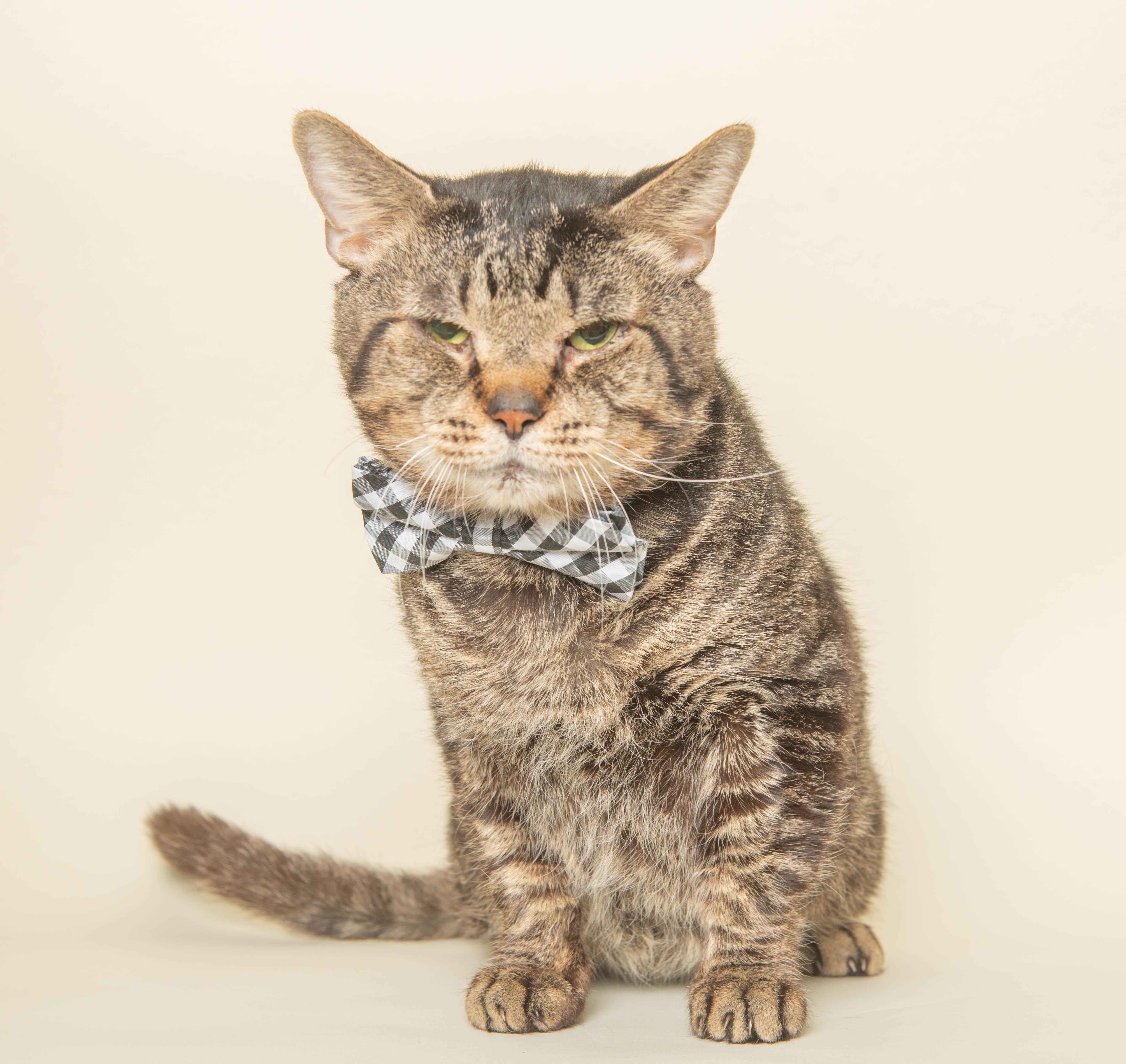 CAESAR, a ADOPTABLE Domestic Short Hair in Wyandotte, MI image 4/4