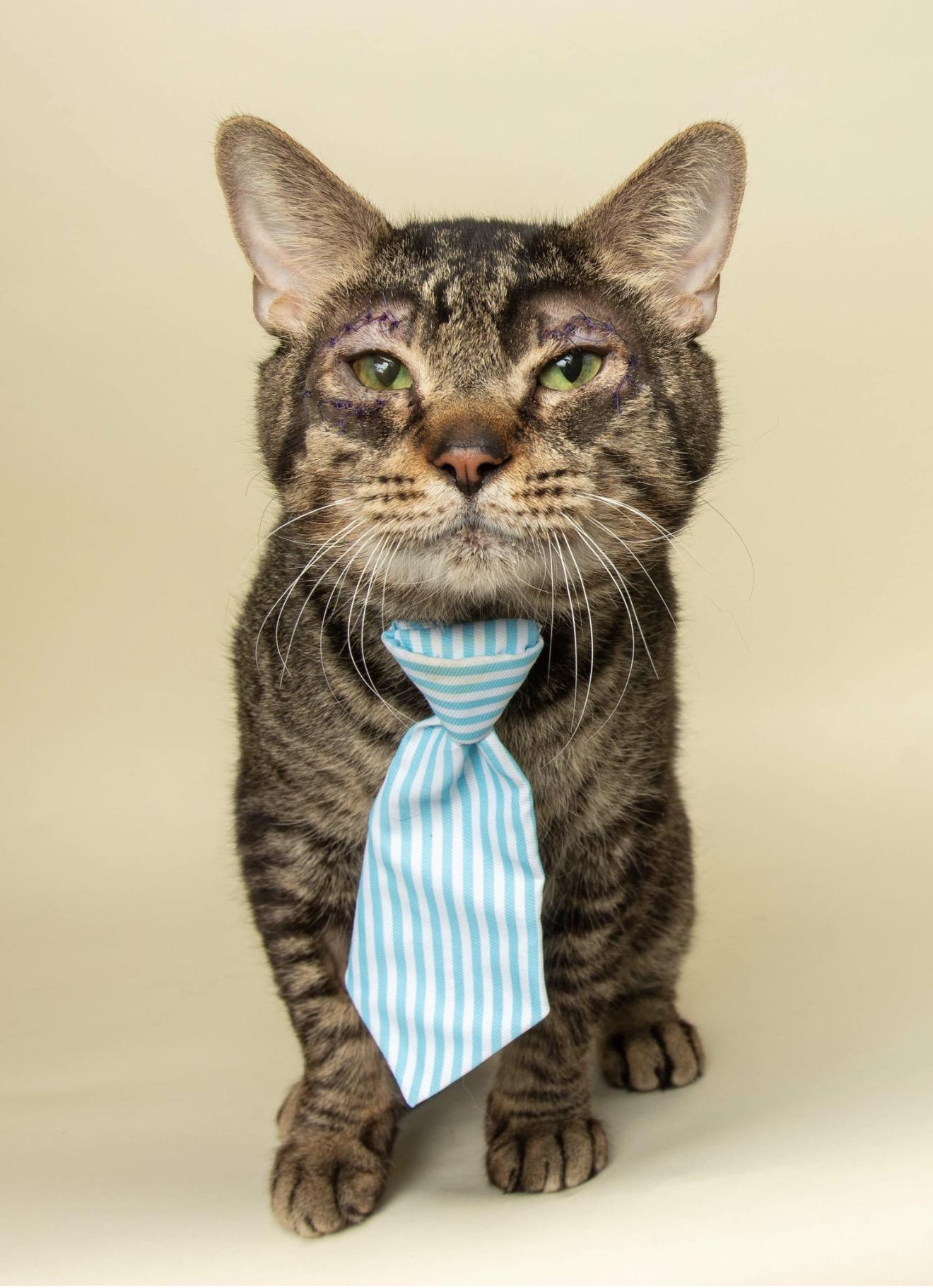 CAESAR, a ADOPTABLE Domestic Short Hair in Wyandotte, MI image 1/4