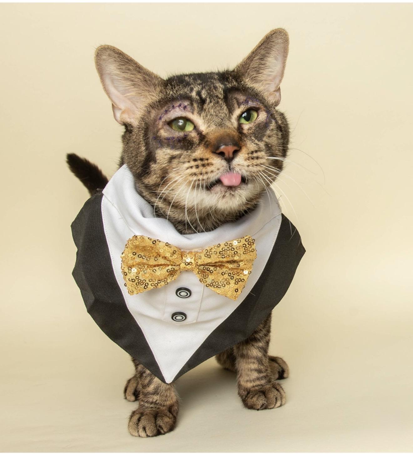 CAESAR (updated profile news!), ADOPTABLE, Adult Male Domestic Short Hair.