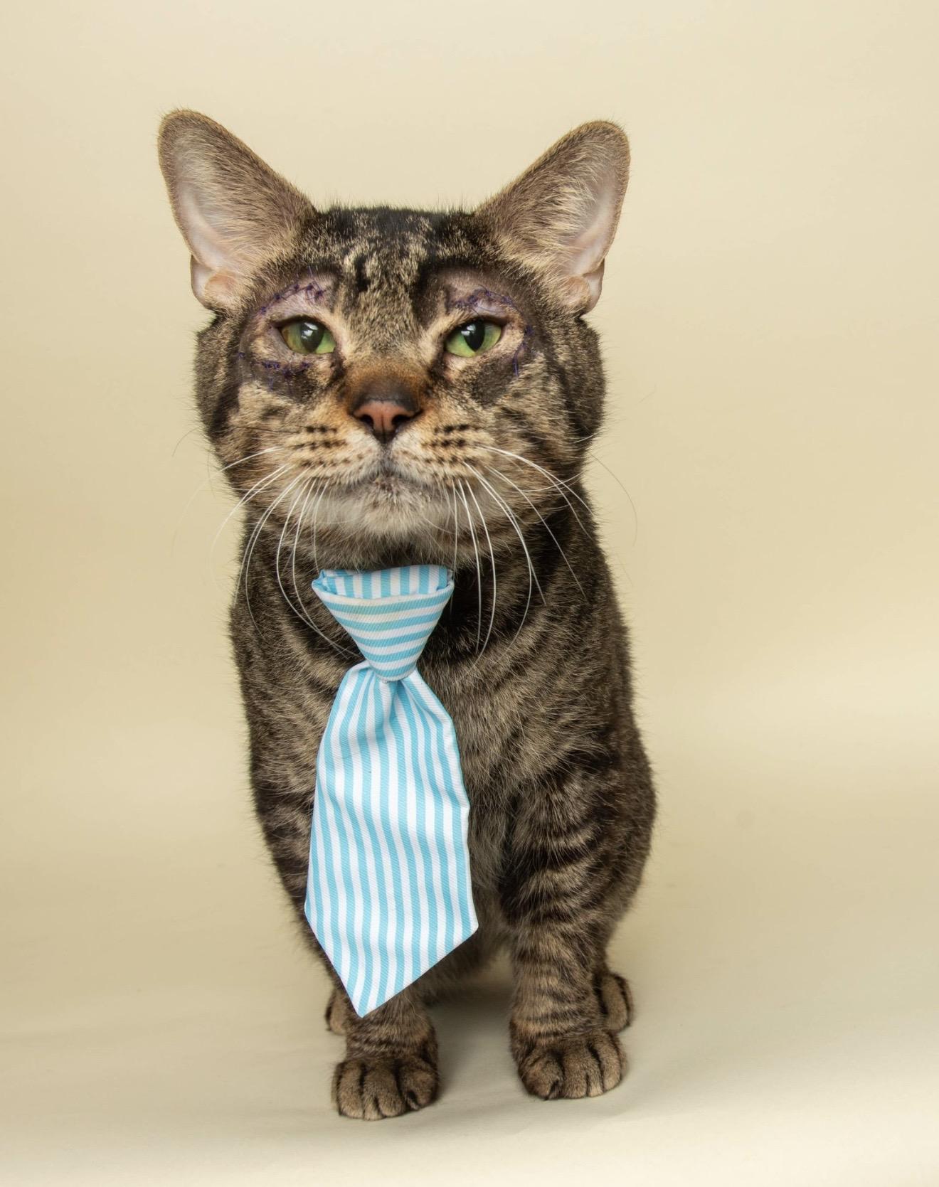 CAESAR, a ADOPTABLE Domestic Short Hair in Wyandotte, MI image 3/4
