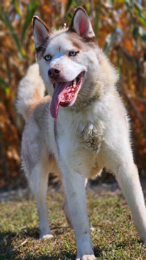 Max, Adoptable, Adult Male Siberian Husky.